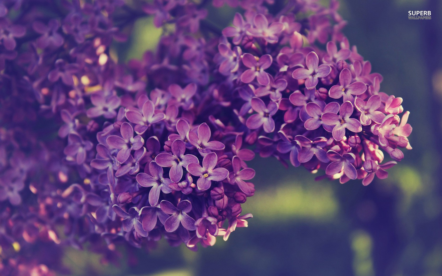 Lilac Wallpapers HD Backgrounds Images Pics Photos Free