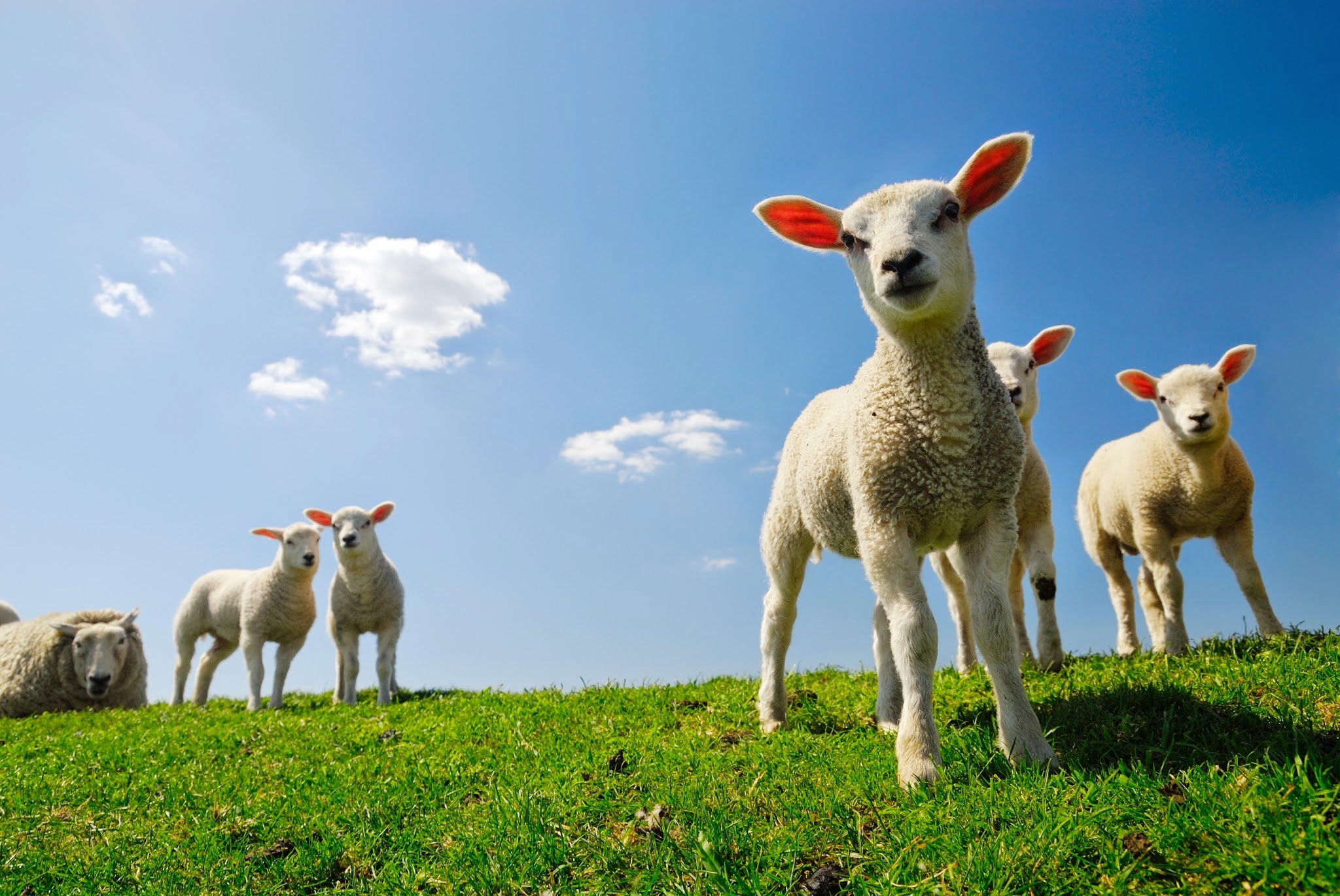 Adorable Lambs In HD Wallpaper
