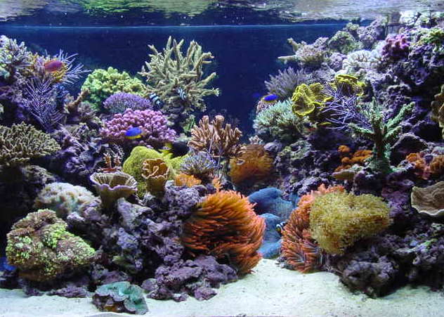 Tank Of The Month Mar Reef Central Online Munity