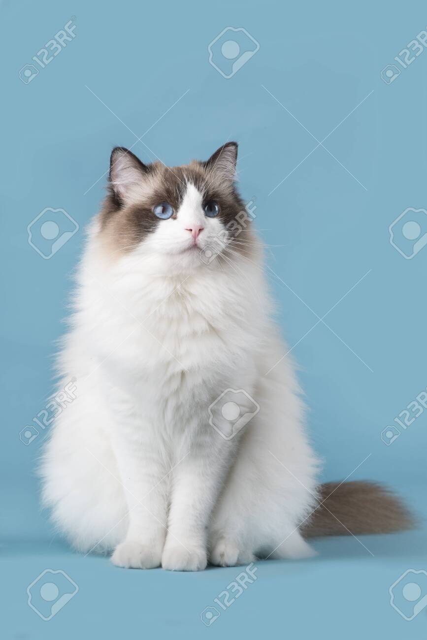 Free Download Pretty Ragdoll Cat With Blue Eyes Looking Up Sitting On A ...