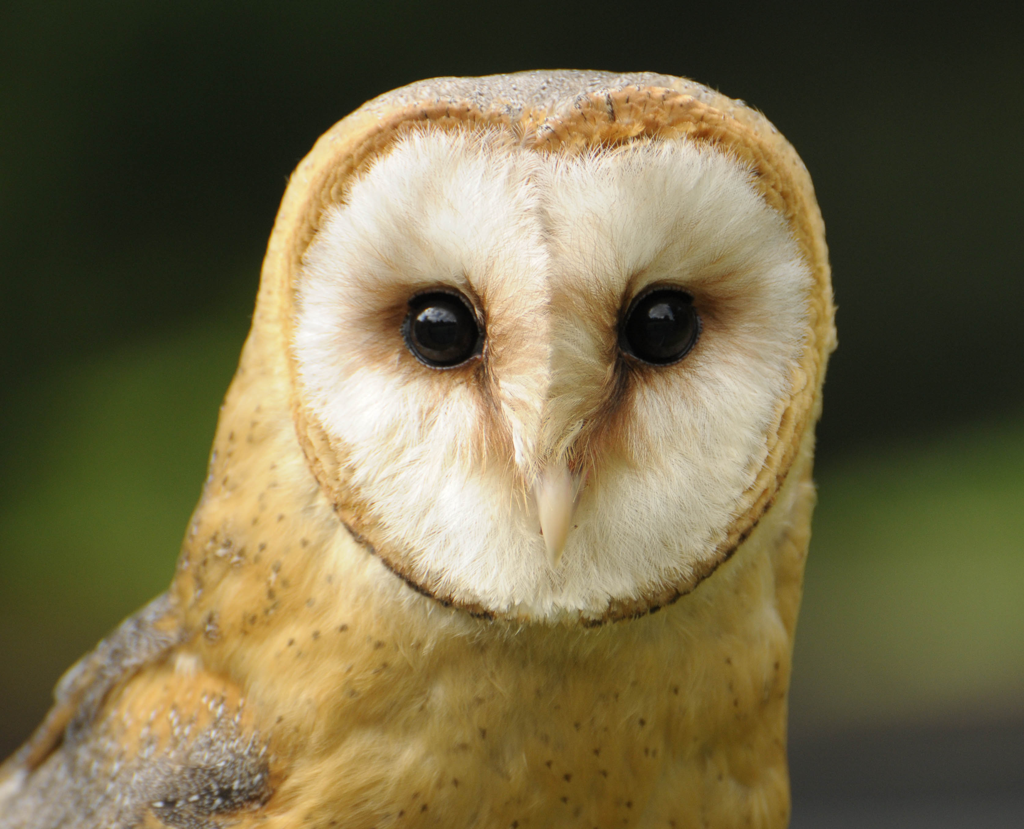 Wallpaper HD For iPad Barn Owl Owls