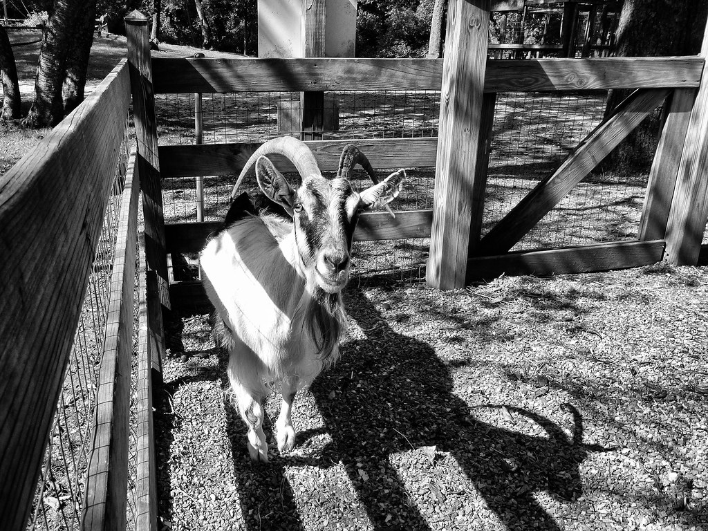 Get Your Goats Hoyt Farm Mack Photo Tomato
