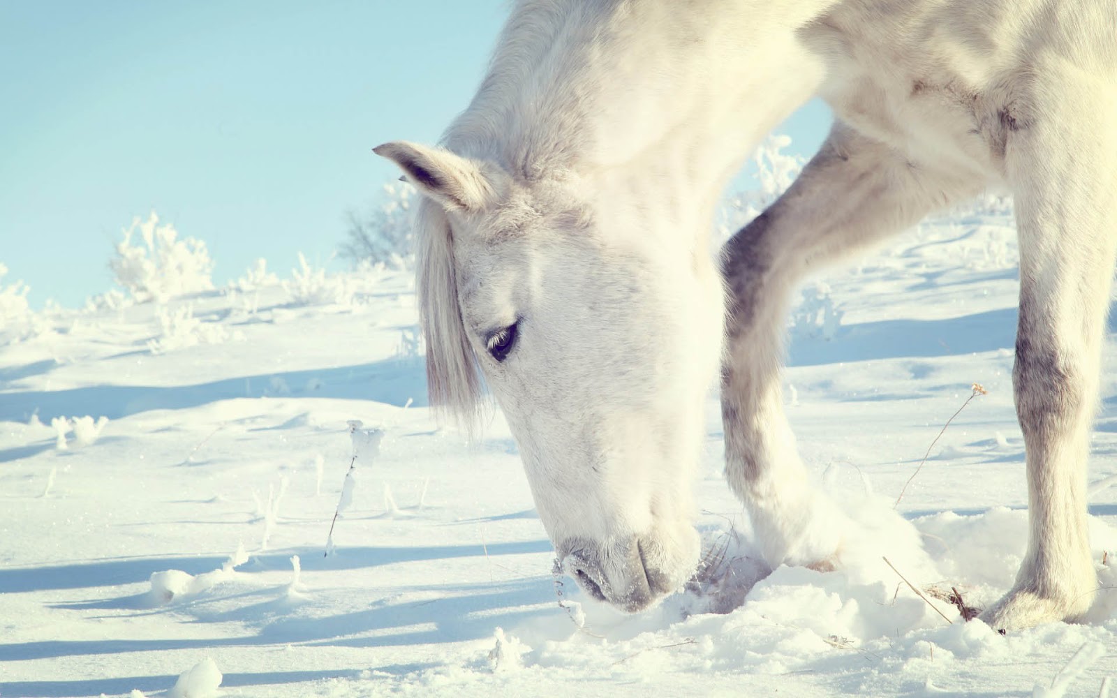 White Horse Searching For Food Under The Snow HD Horses Wallpaper