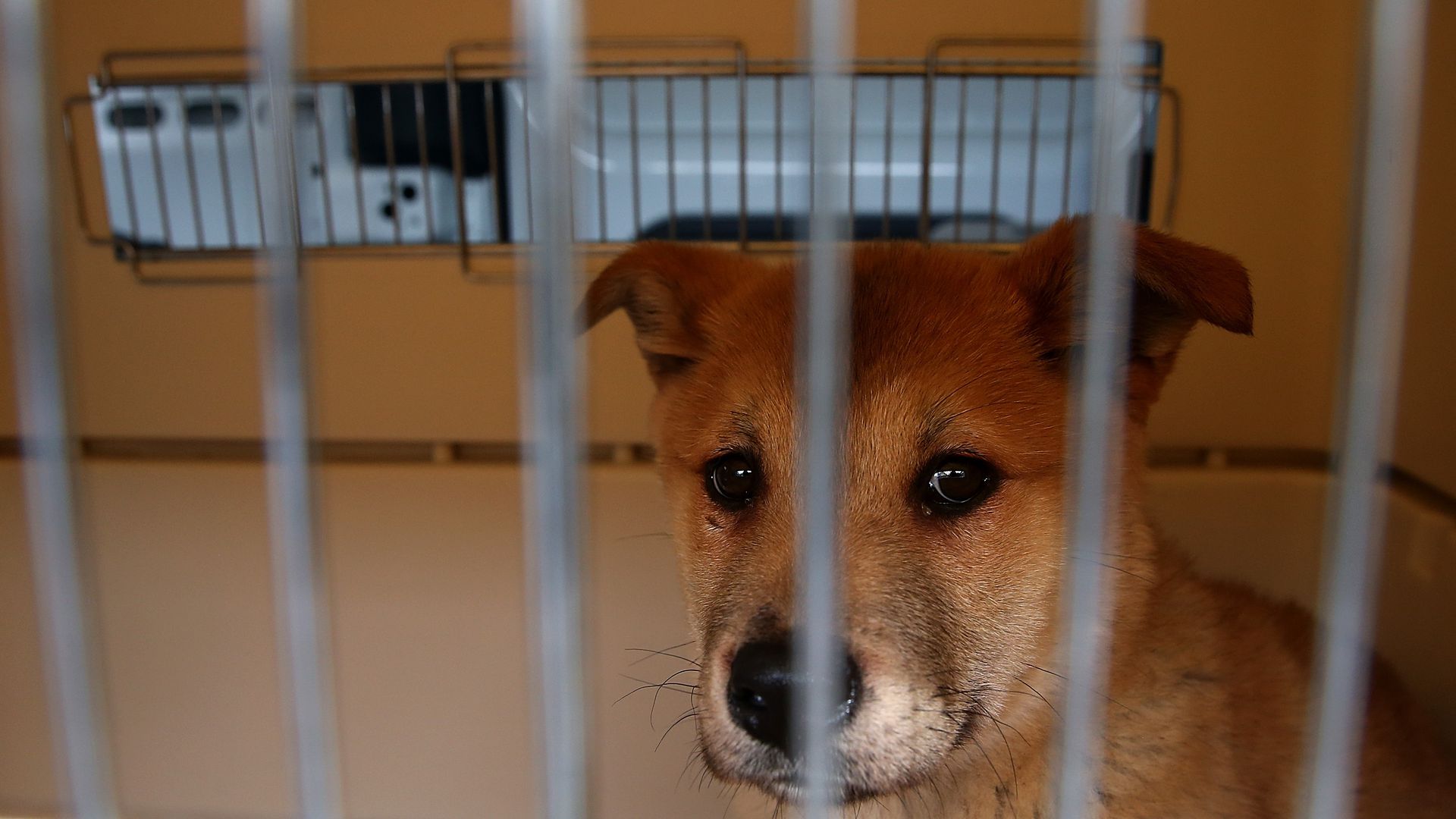 Korean Dog Meat Farms Face Increased Scrutiny During Winter