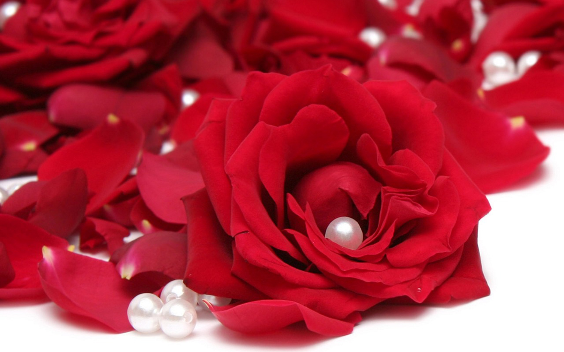 Red Rose HD Wallpaper Image Amp Pictures Becuo