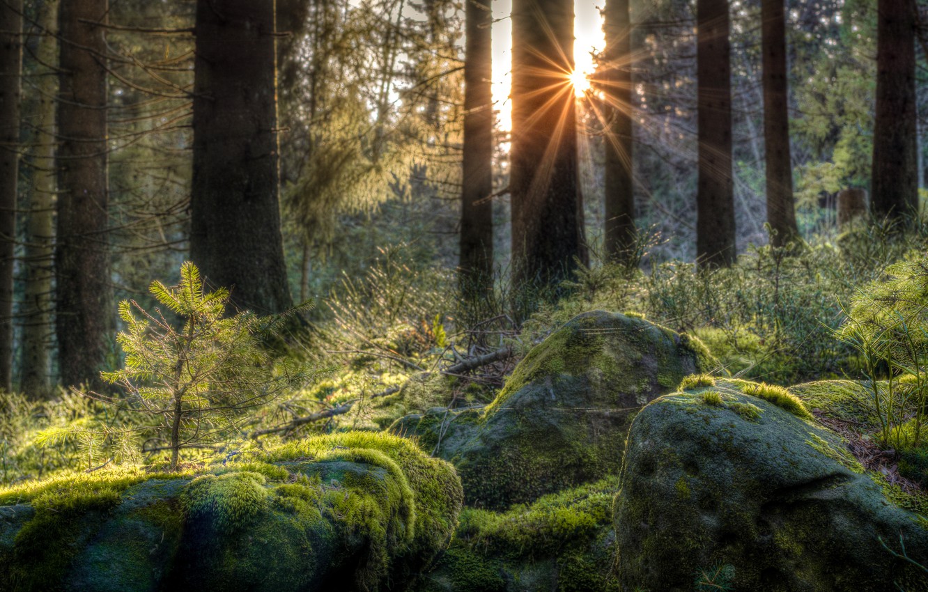 Wallpaper Forest Stones Moss Germany The Rays Of Sun