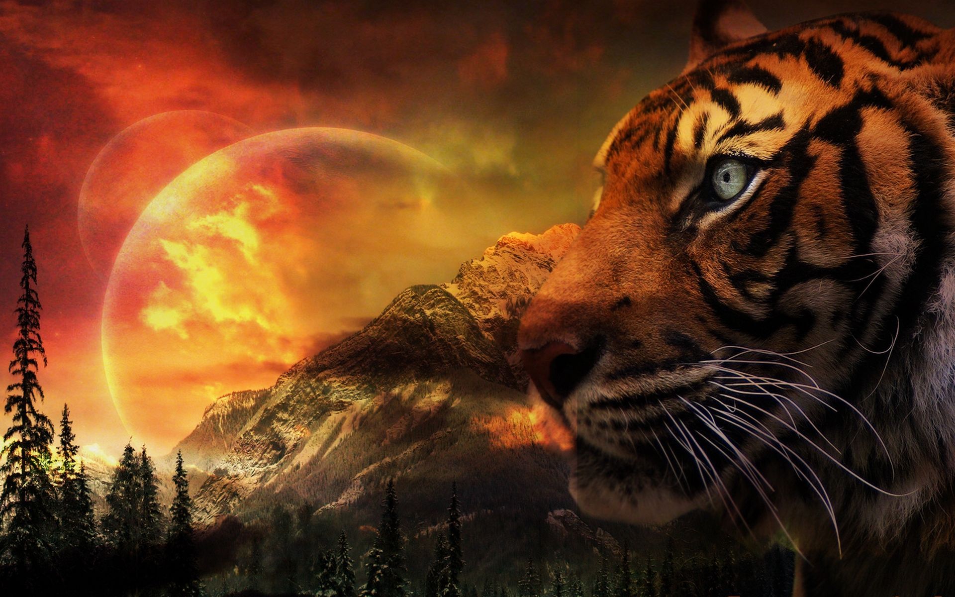 A majestic tiger gazes across a dramatic landscape of snow-capped mountains and fiery double sunset, creating a stunning and surreal wallpaper