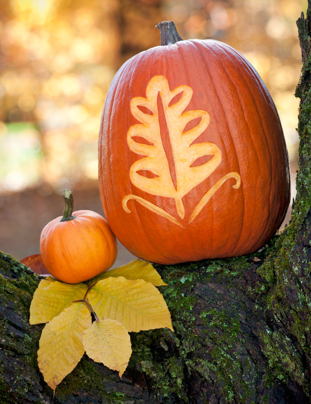 Fall Pumpkins To Carve Jpg