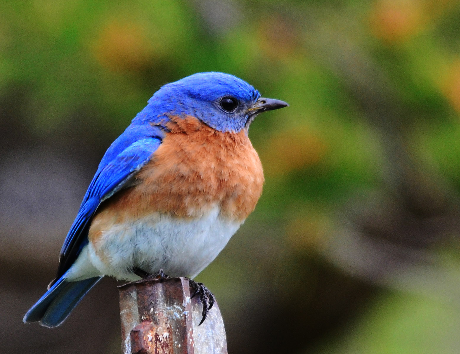 High Quality Bluebird Wallpaper Full HD Pictures