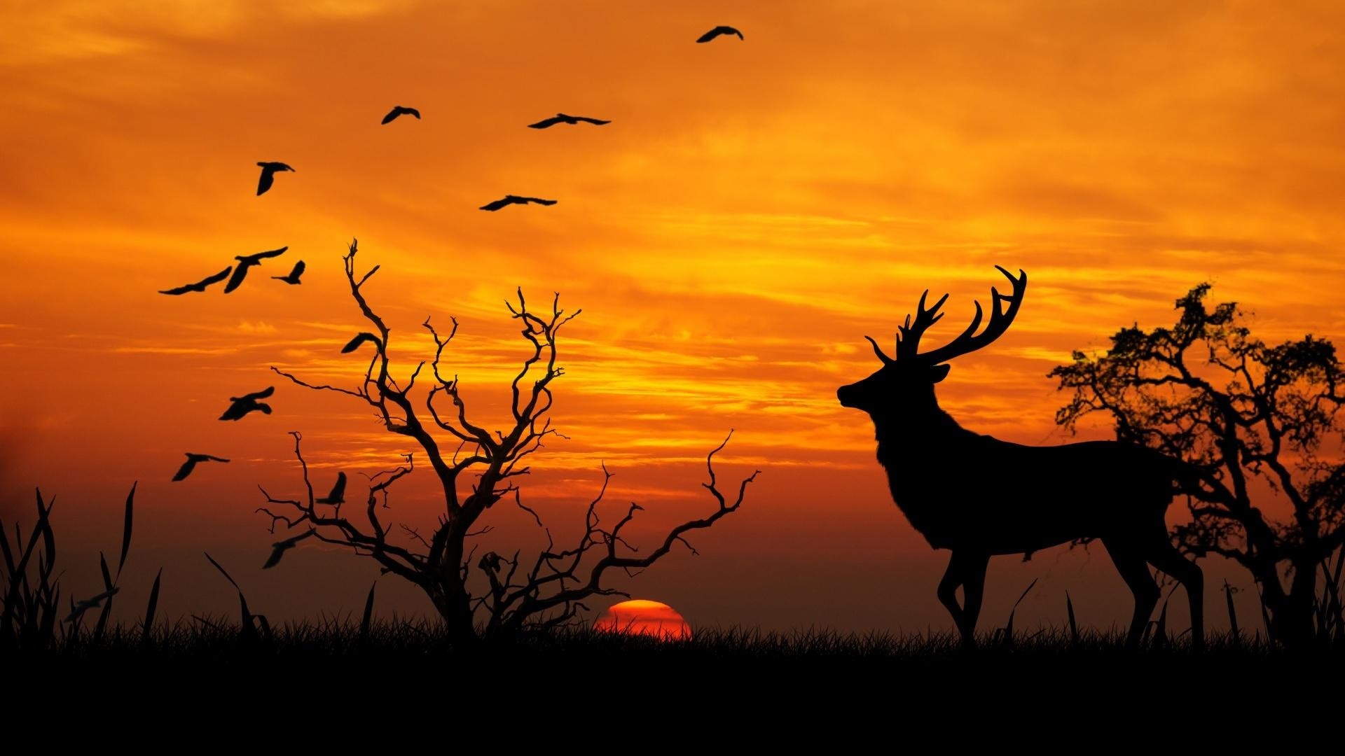 Deer Background Wallpaper