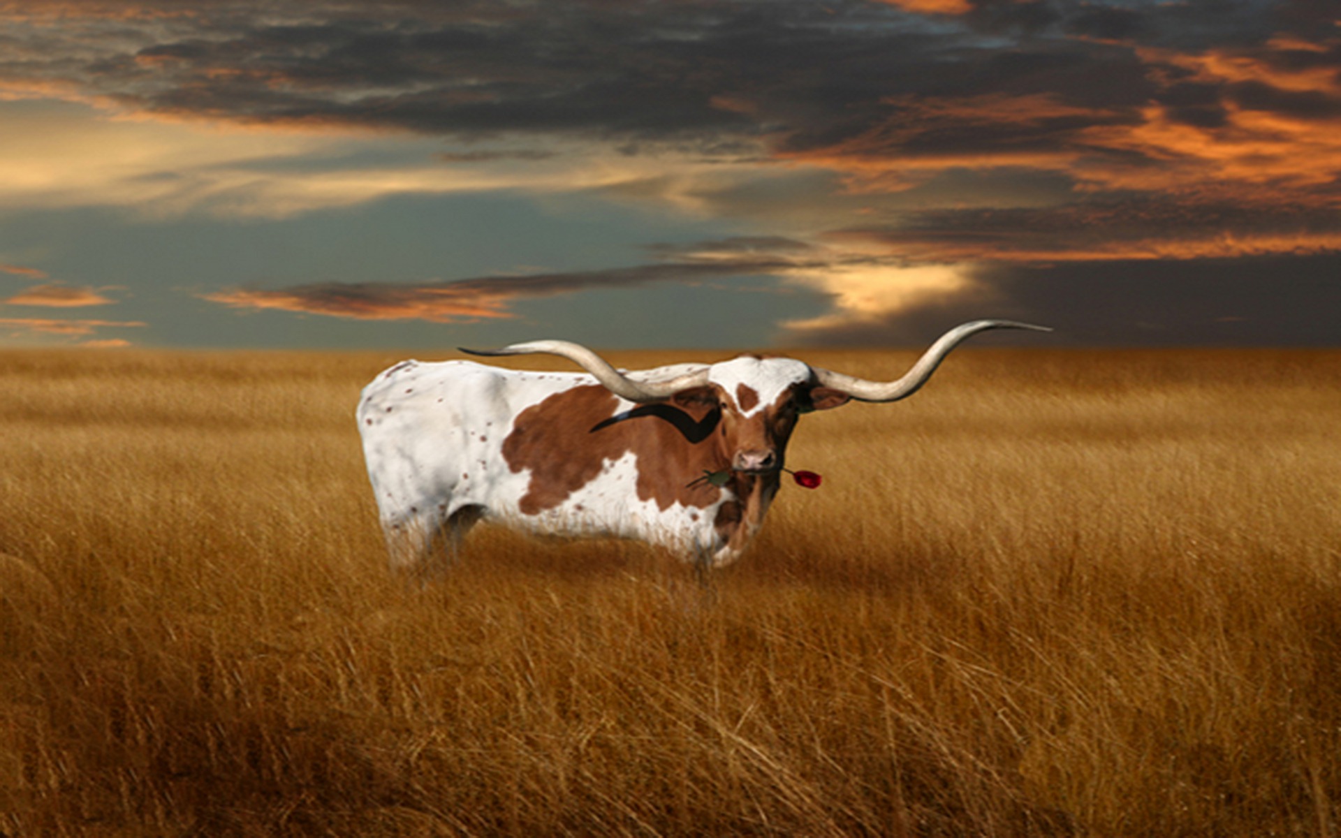 Texas Longhorn Vektorgrafik