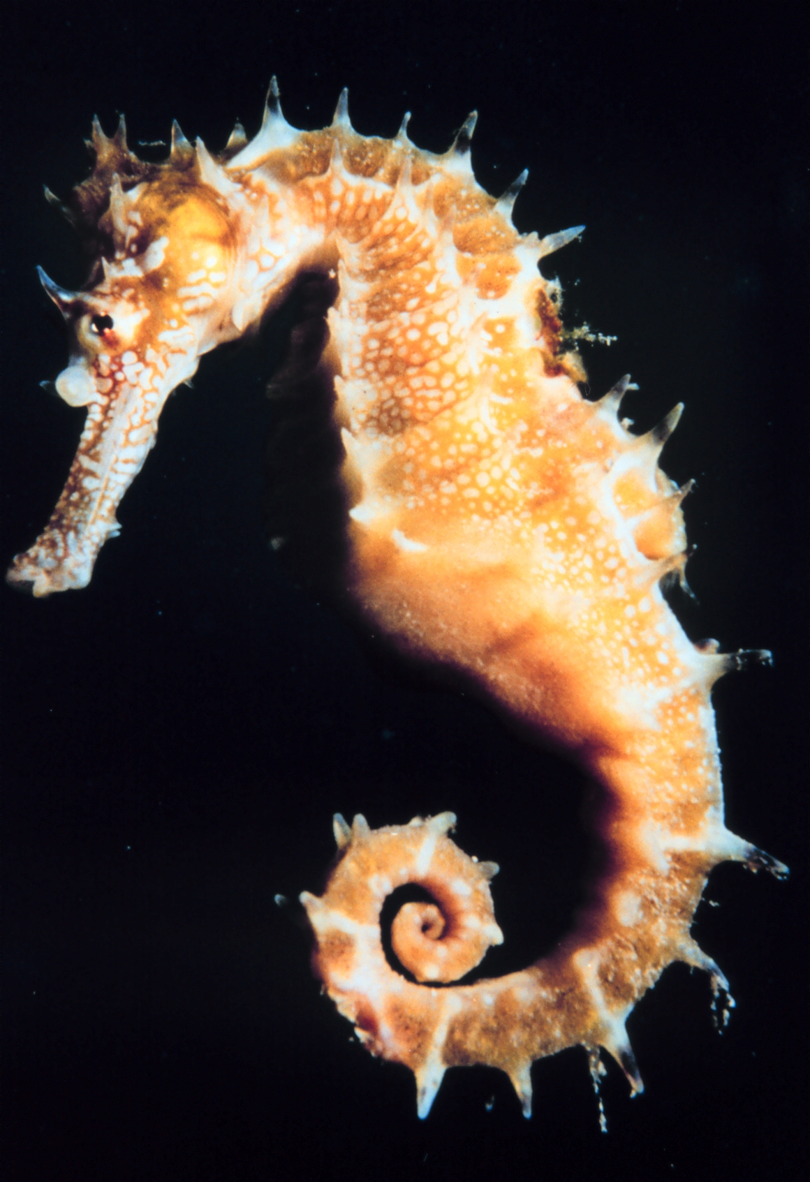 Fish Wallpaper Seahorse