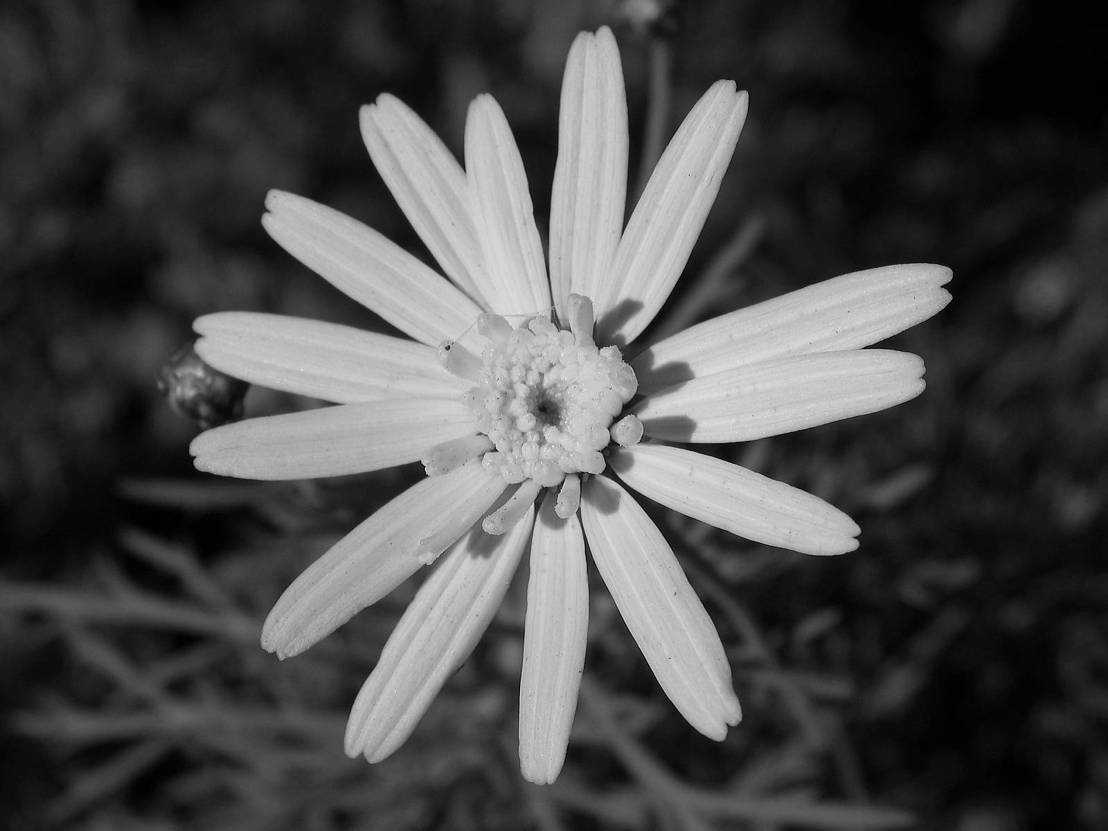 Daisy Black And White 26075 Hd Wallpapers in Flowers   Imagescicom