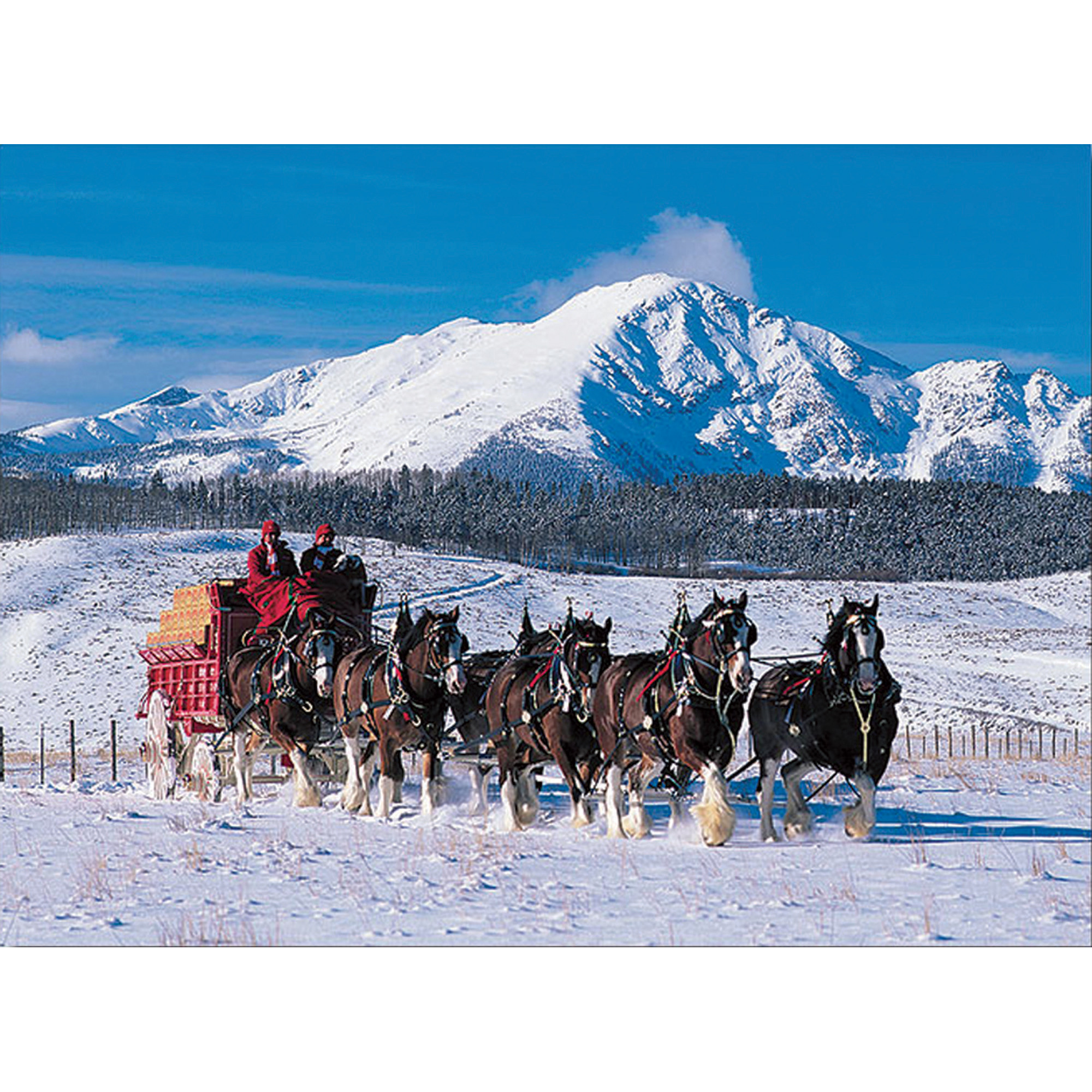 Displaying 18 Images For   Budweiser Clydesdale Horses In Snow