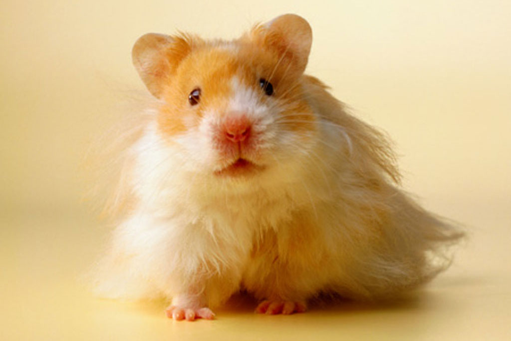 Cute Hamster Desktop Wallpaper Photo Background