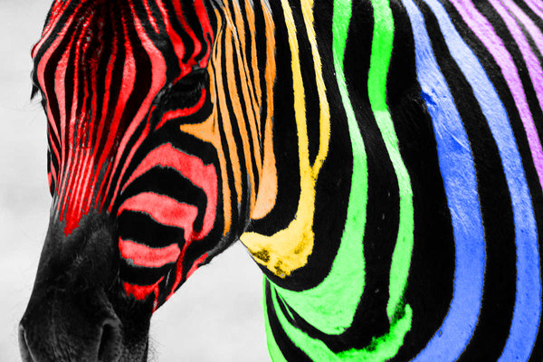 Color Splash Rainbow Zebra By Wiccagirls