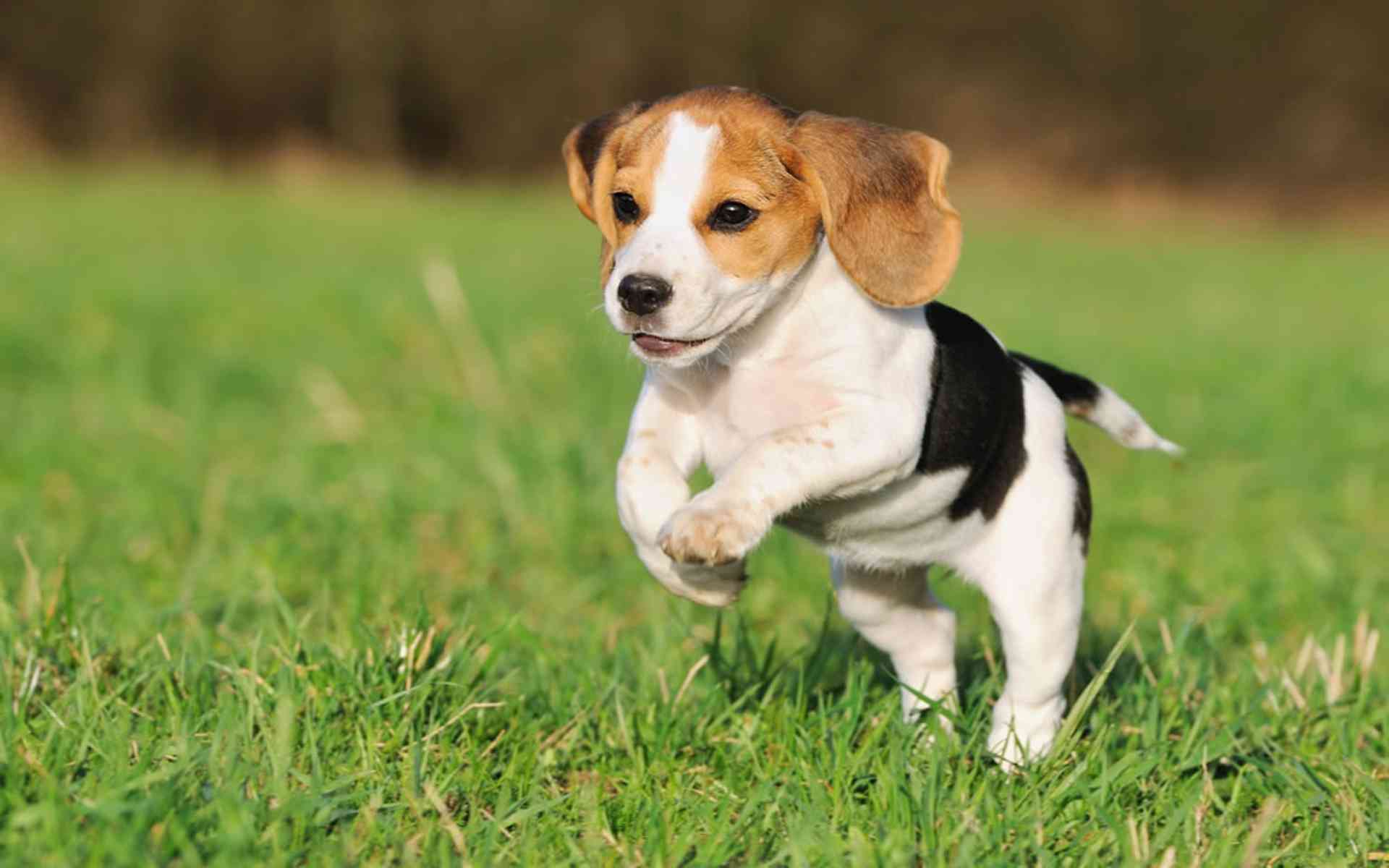 Beautiful Beagle Puppy Jumping Wallpaper And Image