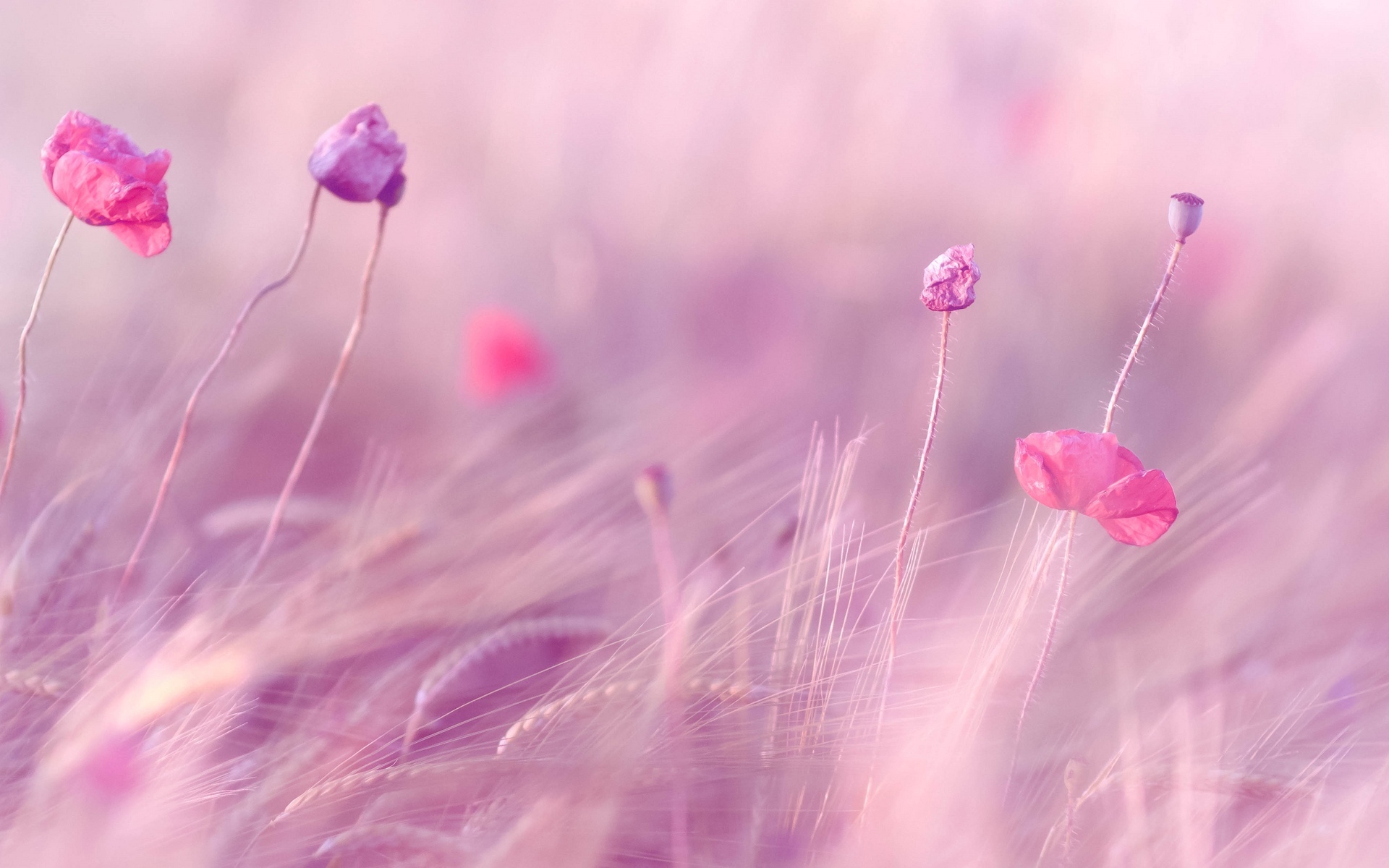 Pink Purple Flowers Field Wallpaper