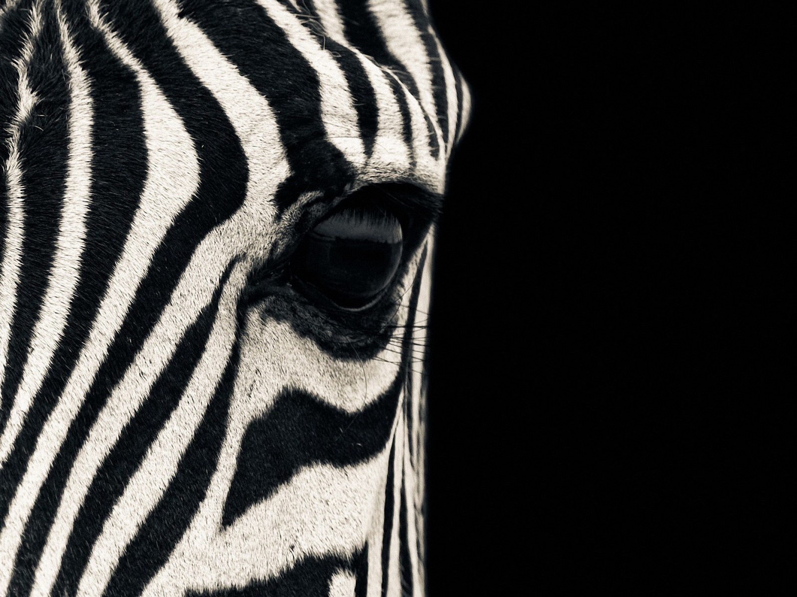 Zebra Wallpaper Stock Photos