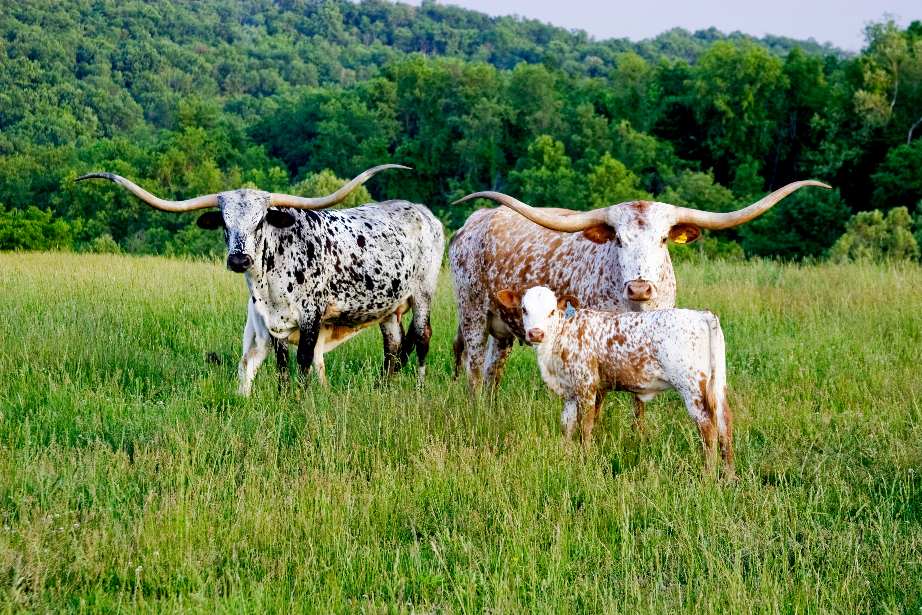 Pin Texas Longhorn Cattle