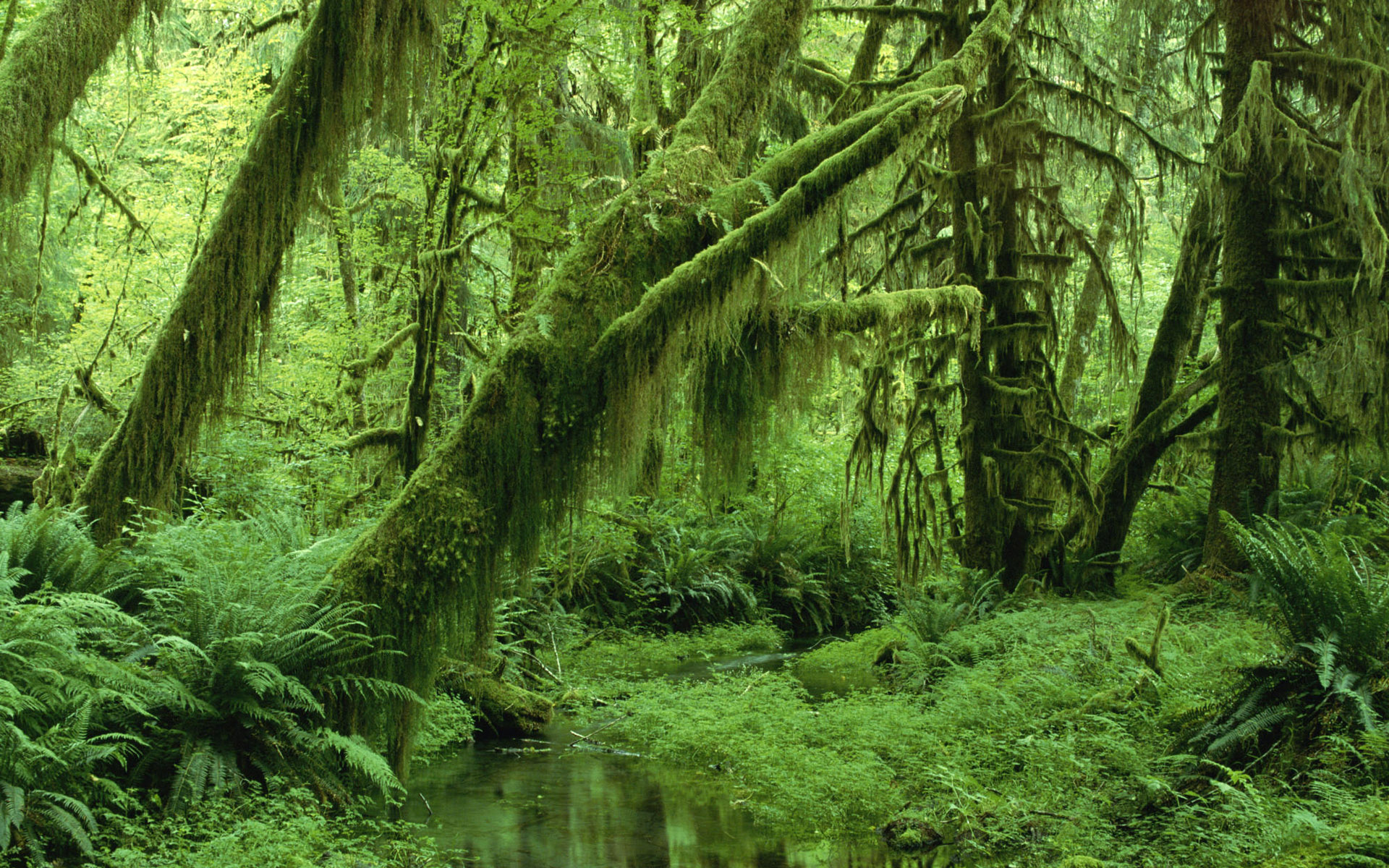 Jungle Wallpaper And Image