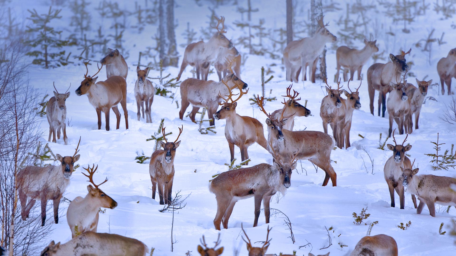 Reindeer Near Oulu Finland Juan Carlos Mu Oz Age Fotostock