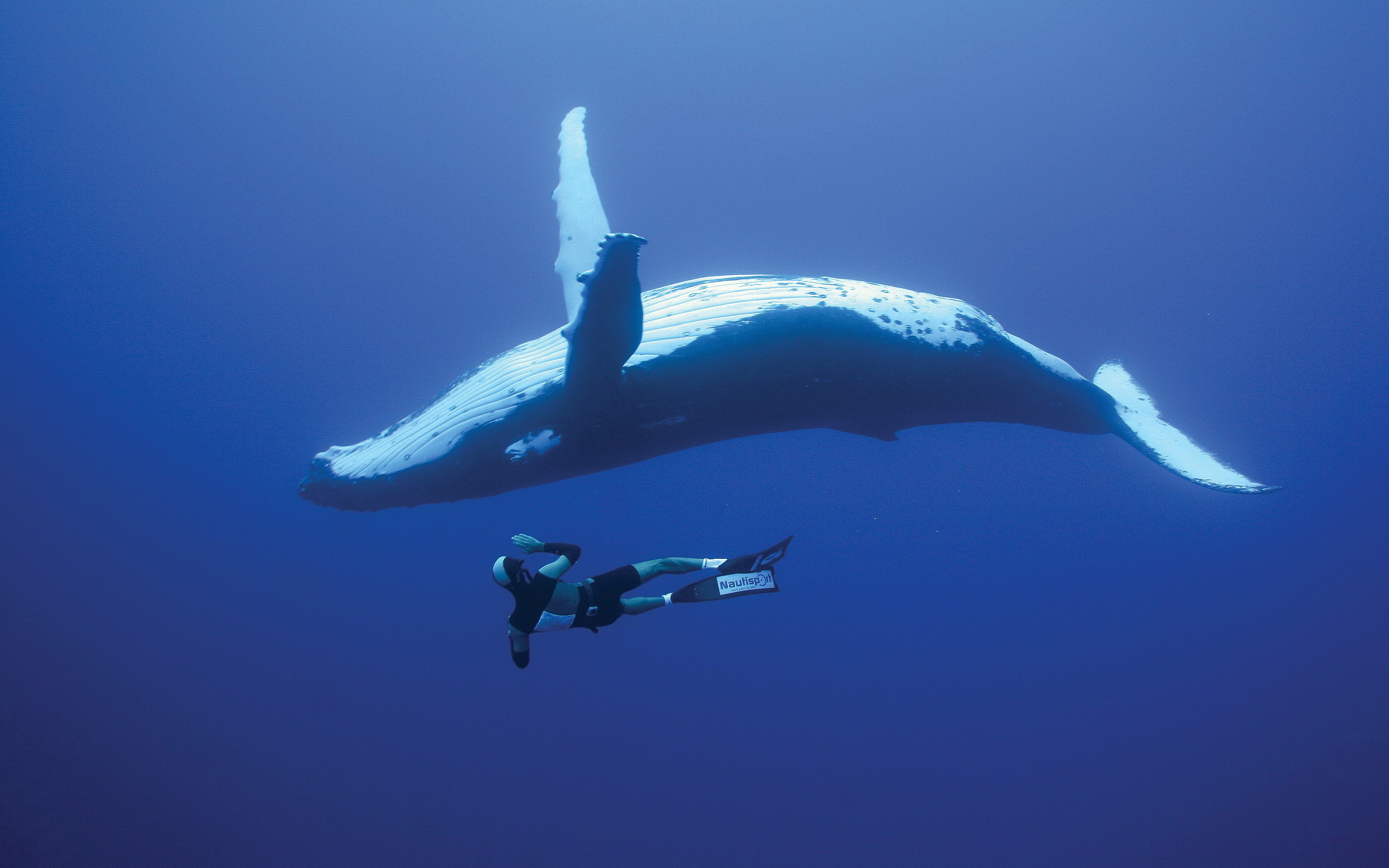Whale Wallpaper For Desktop