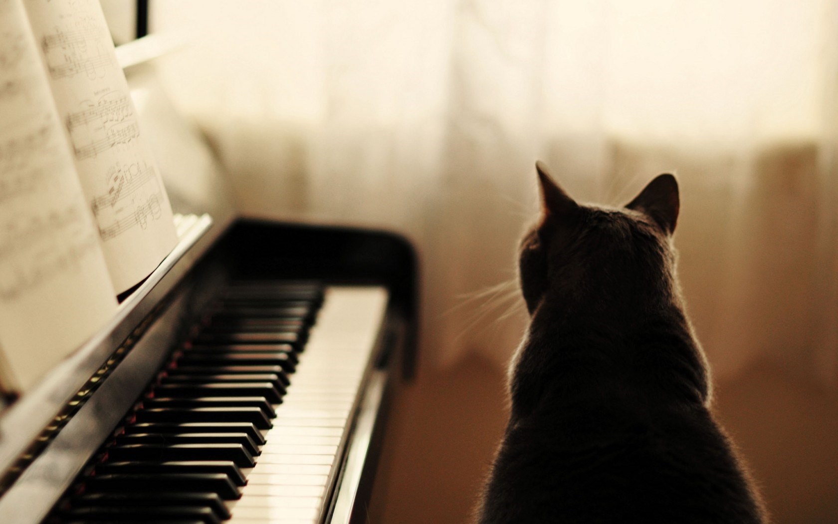 Cat Piano   Wallpaper High Definition High Quality Widescreen