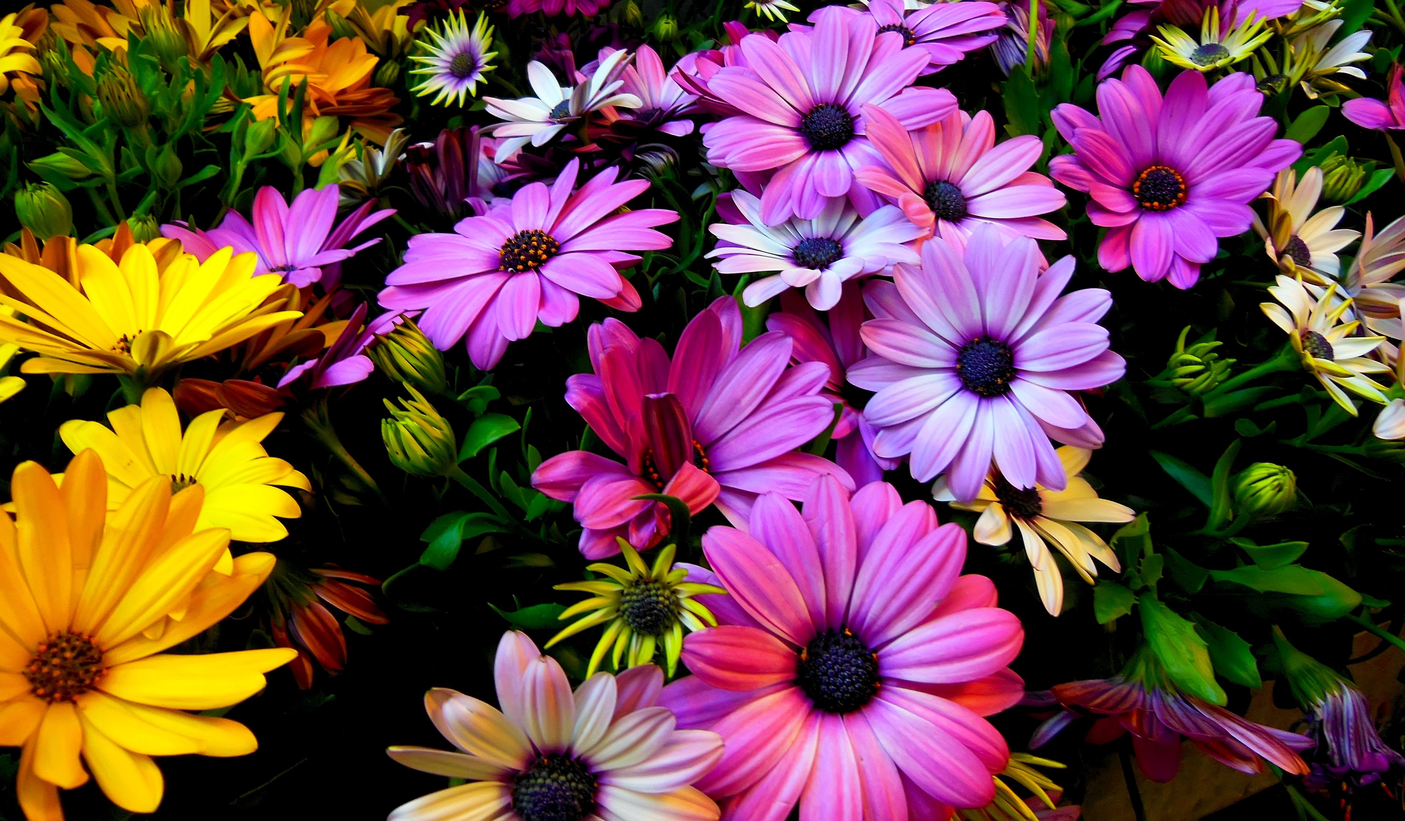 Spring Daisy Wallpaper On