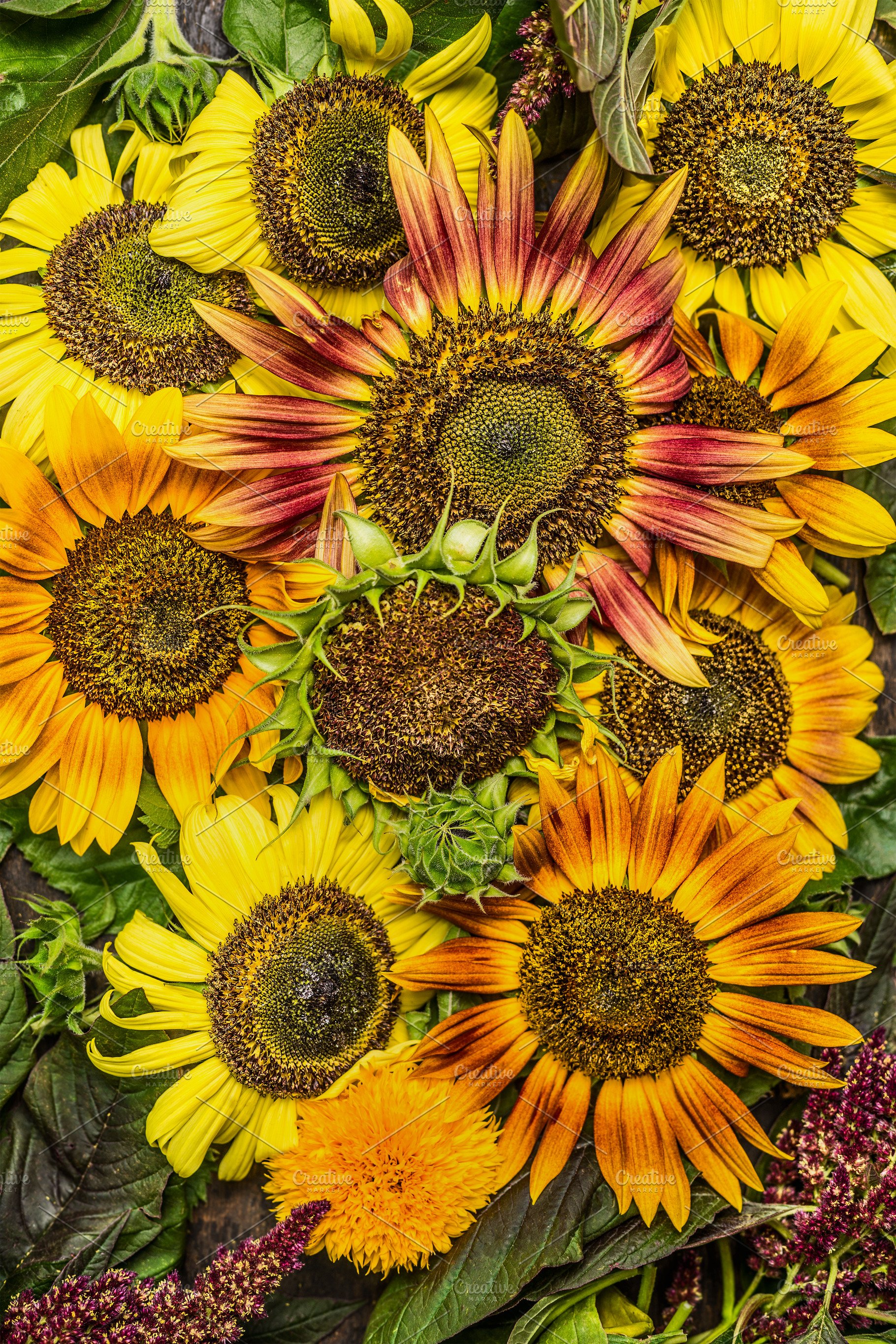 Colorful Sunflowers Background Photos Creative Market
