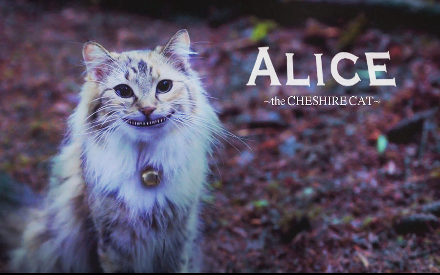 Alice Cheshire Cat Wallpaper By Kaboomduck