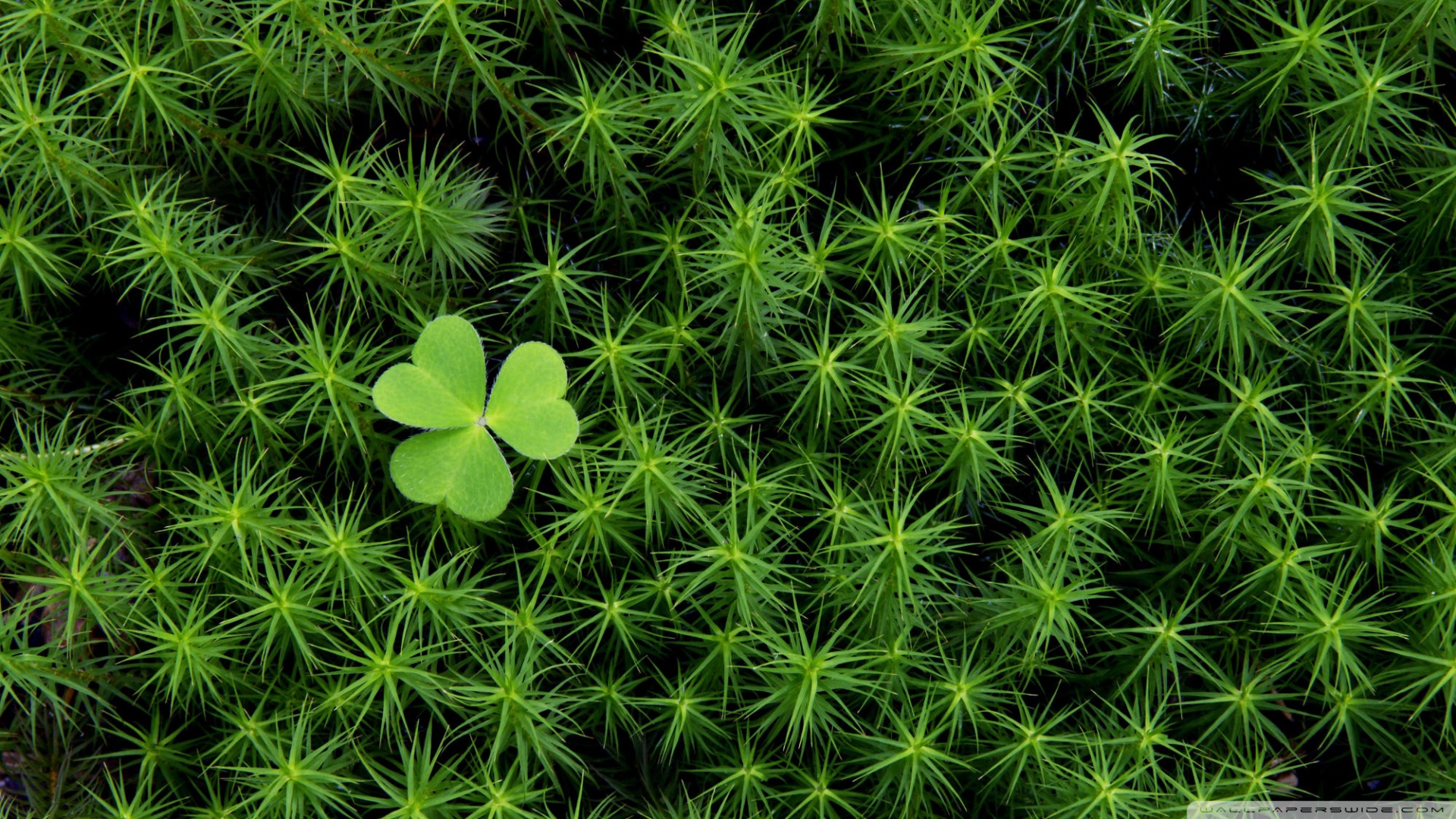 Shamrock And Irish Moss Wallpaper