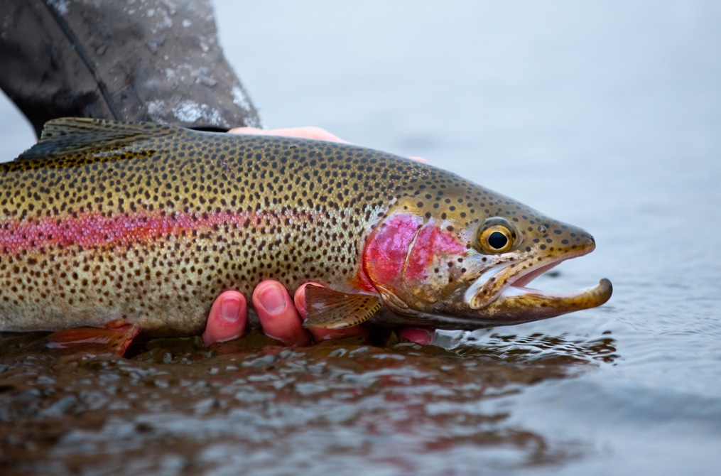 Beat The Flood Spring Partially Guided Fly Fishing From