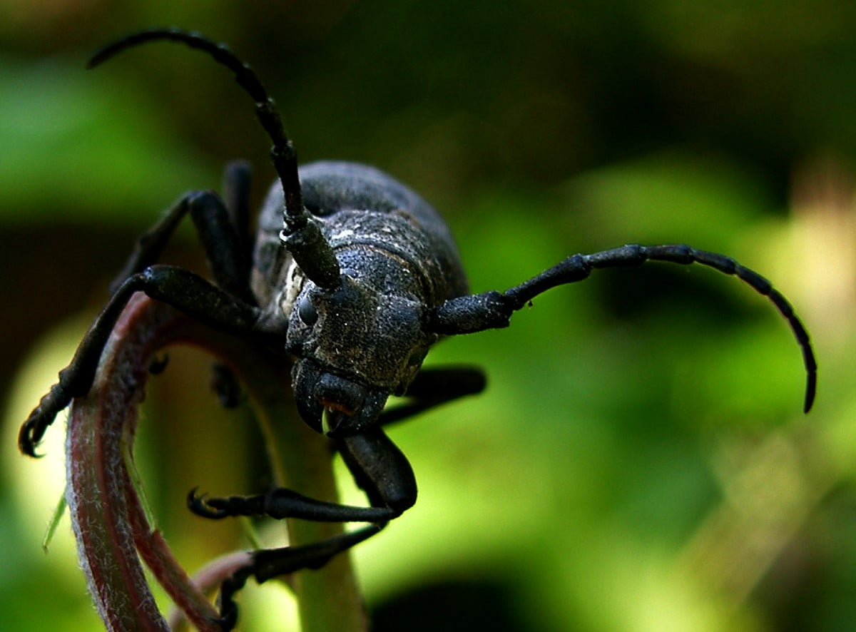 Insects Wallpaper HD