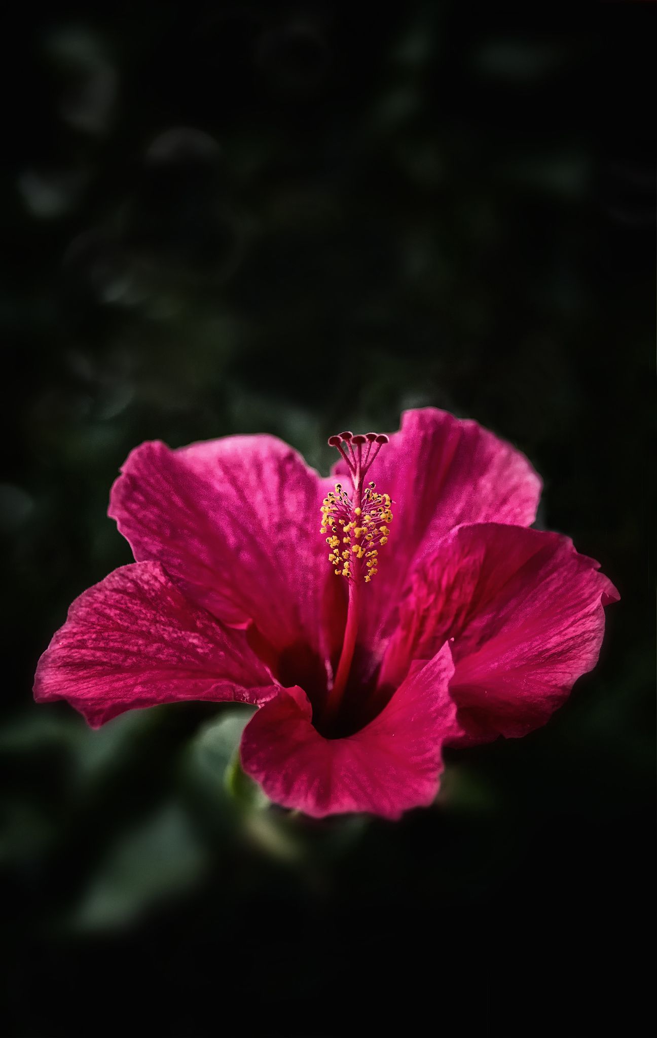 Selected Hibiscus Flower Wallpaper Aesthetic You Can Get It Of