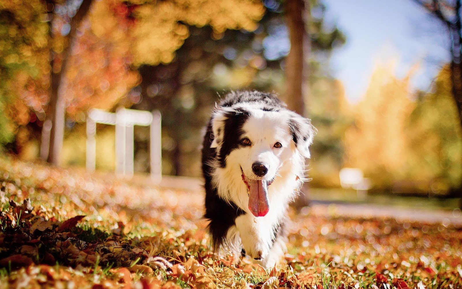 Autumn wallpaper with a black white dog Free Download Best Wallpaper