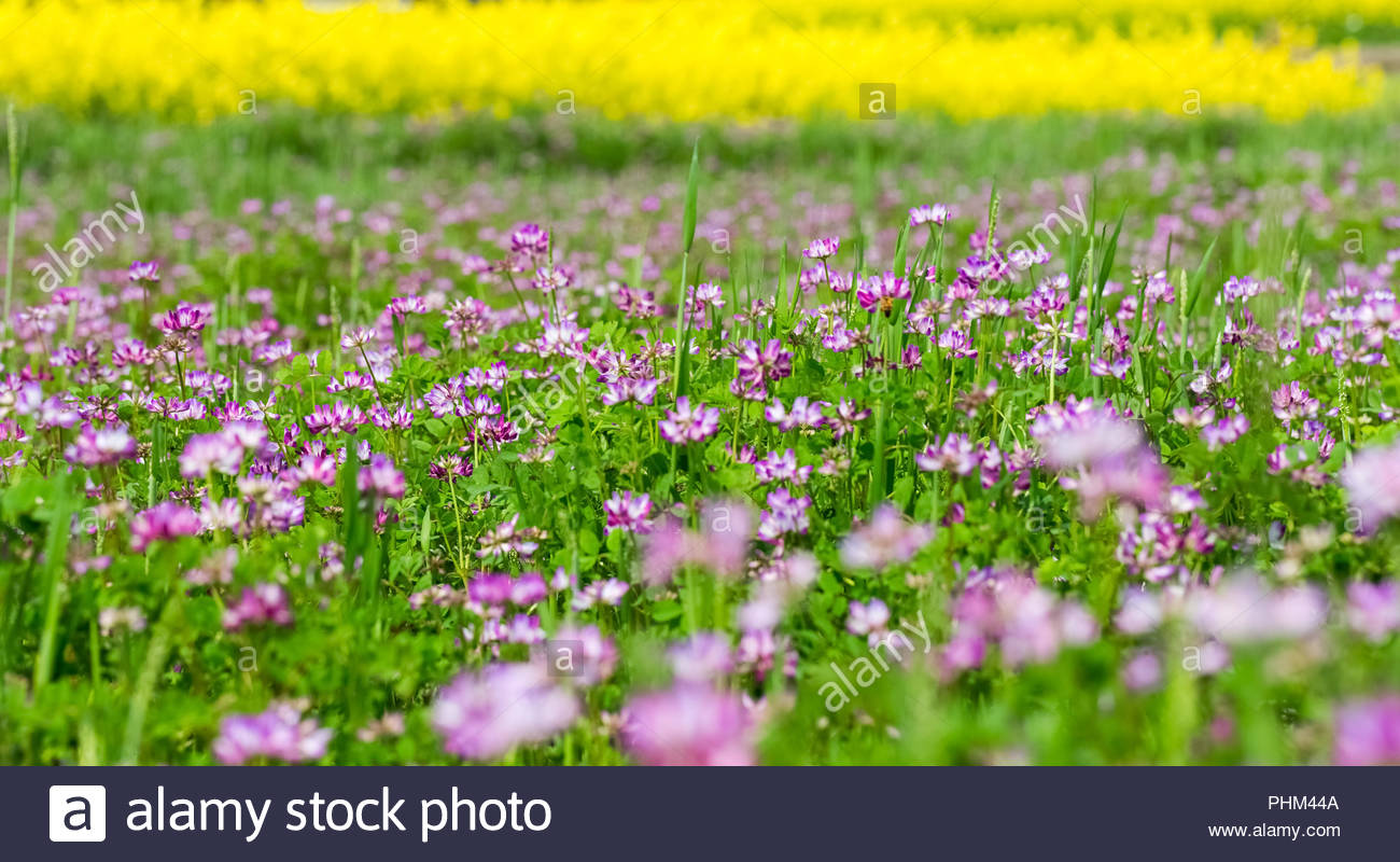 springtime background of astragalus sinicus blooming Stock Photo