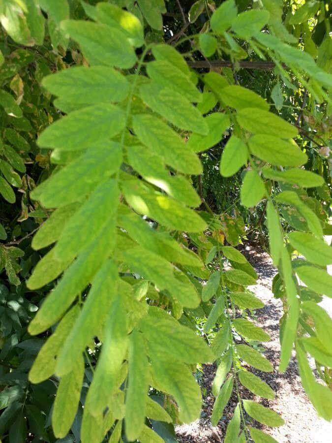 Black Locust X Wallpaper