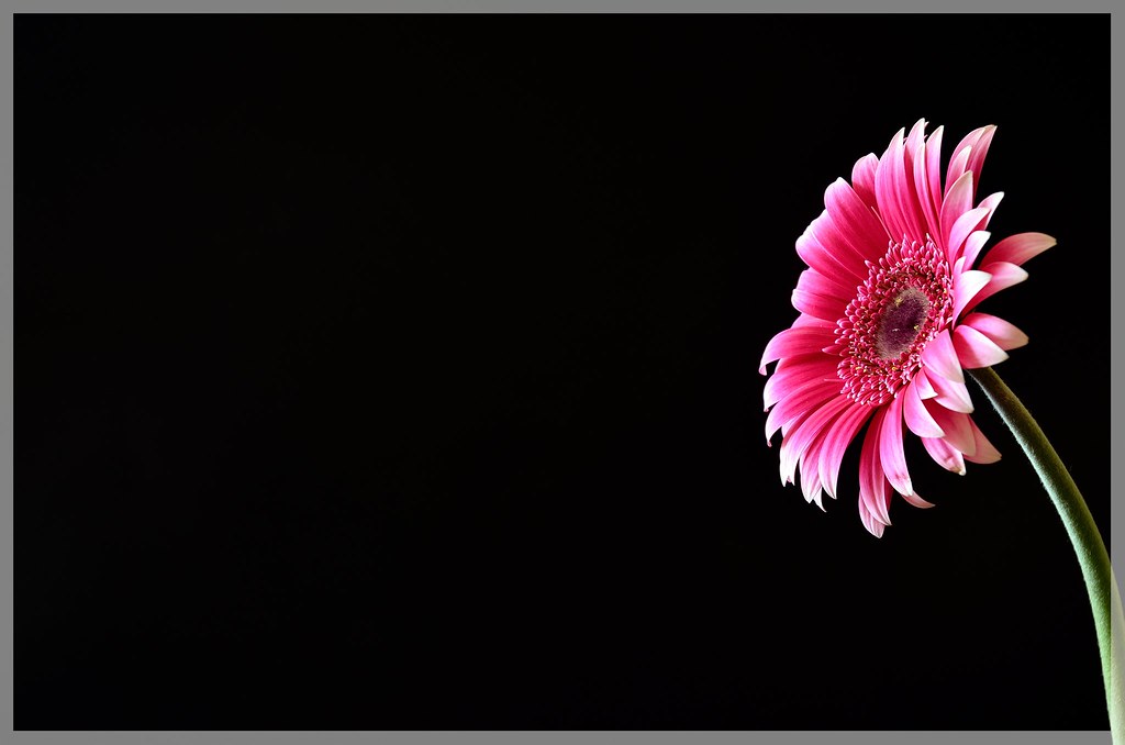 Black Background With Border Gerbera S Flower Fabio Polimadei