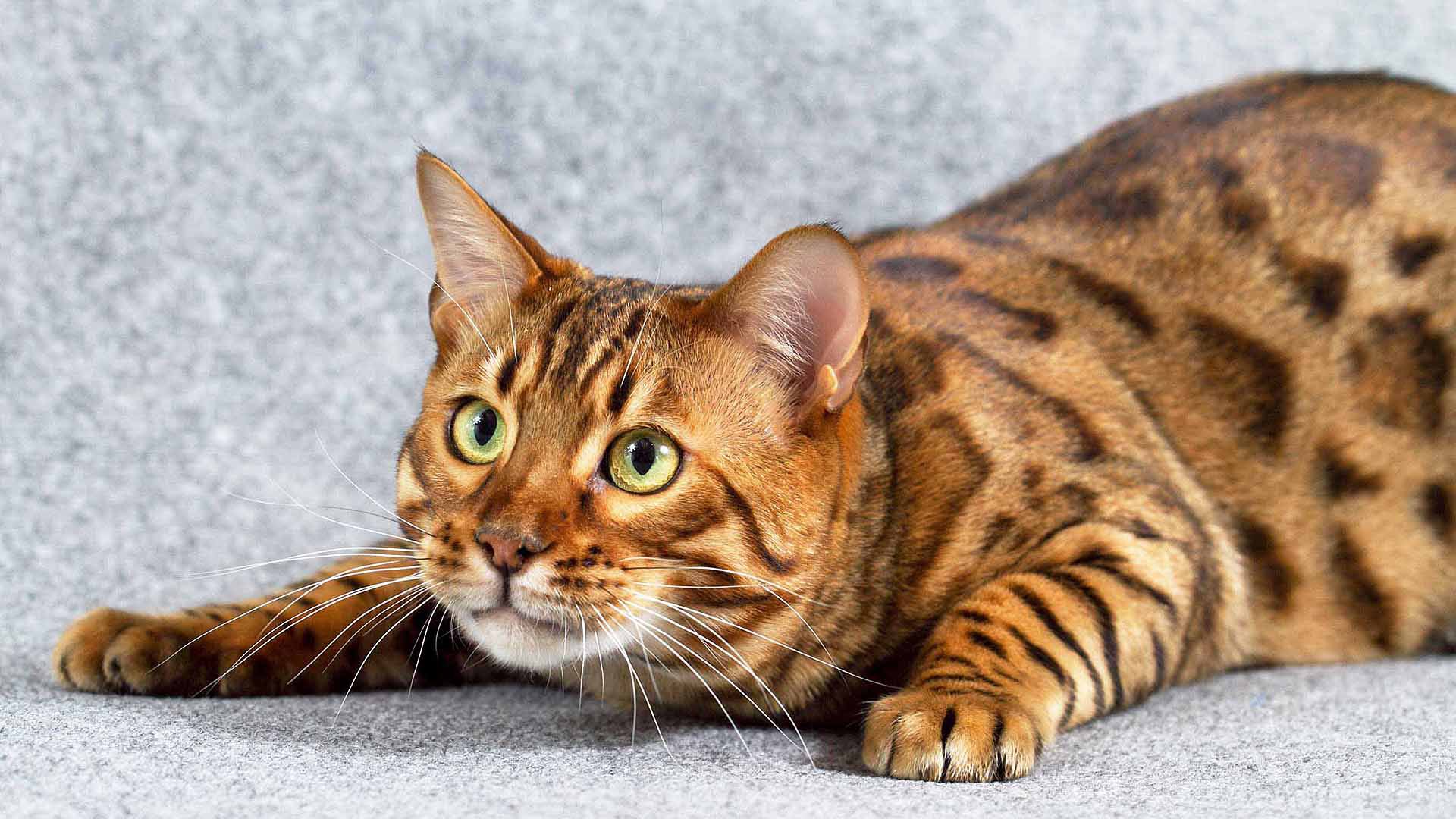 Bengal Cat One Of The World S Most Expensive