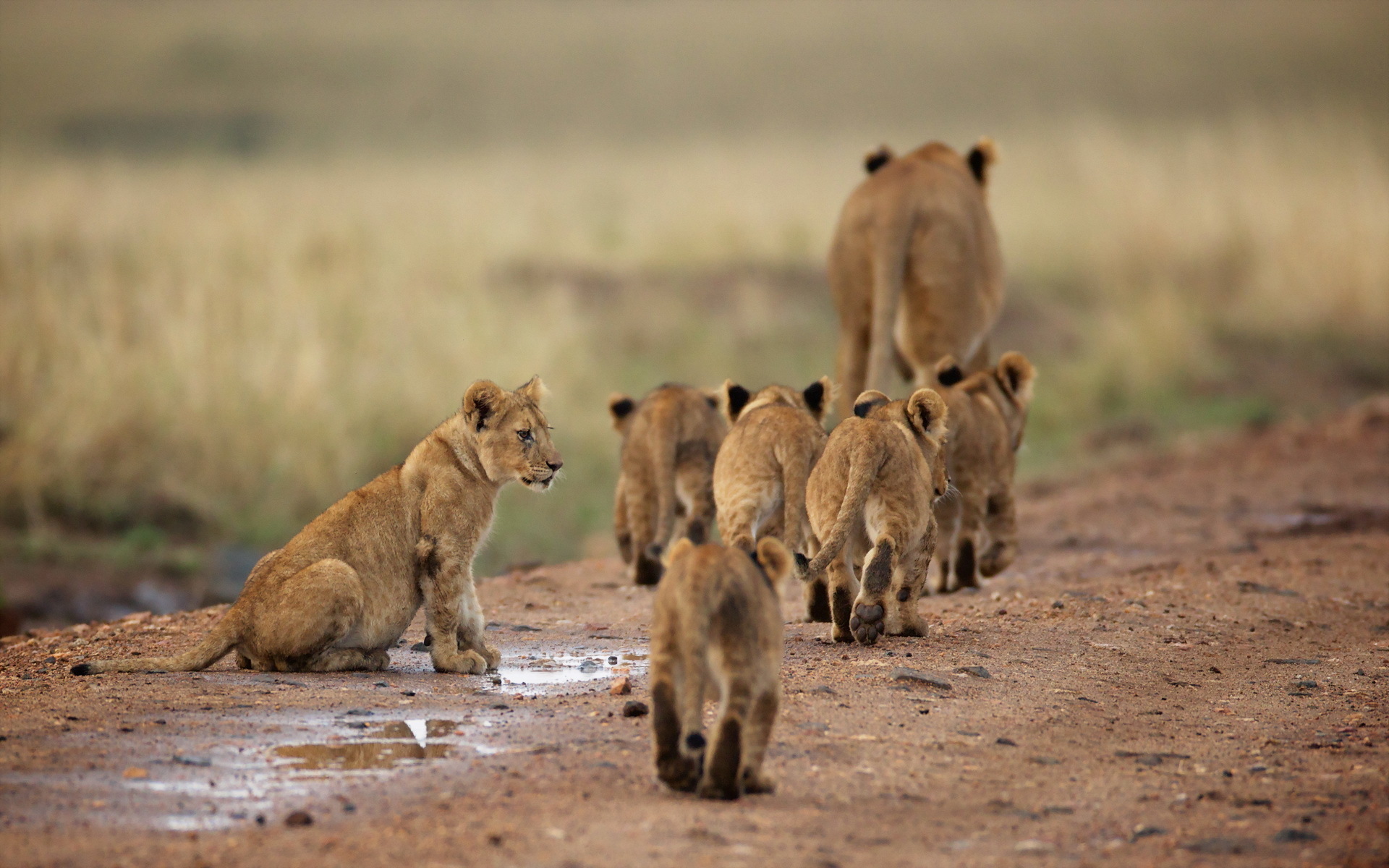Free download Lion Family of cubs mobile wallpaper background Imagephoto  has been [1920x1200] for your Desktop, Mobile & Tablet | Explore 47+ Cubs  Mobile Wallpaper | Lion Cubs Wallpaper, Cubs Wallpaper, Chicago Cubs  Wallpapers