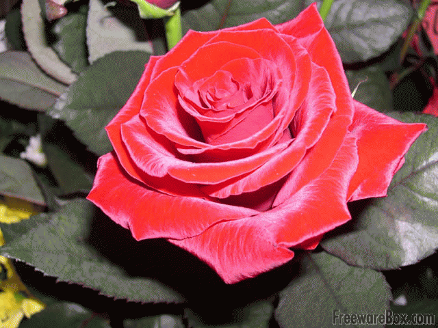 Roses Screensaver Ware Screenshot Screensavers Nature