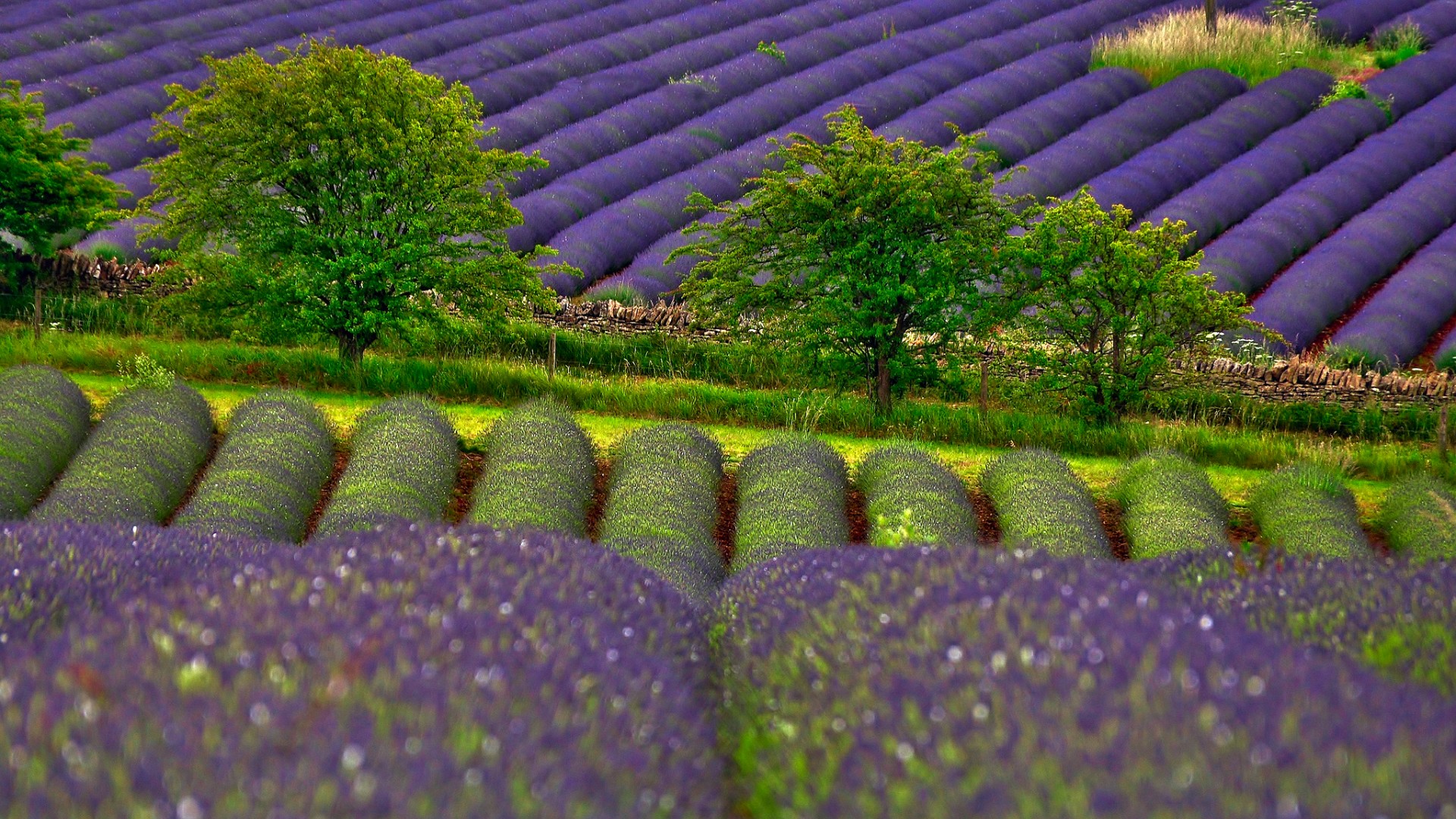 Wallpaper tree field lavender Lavender field