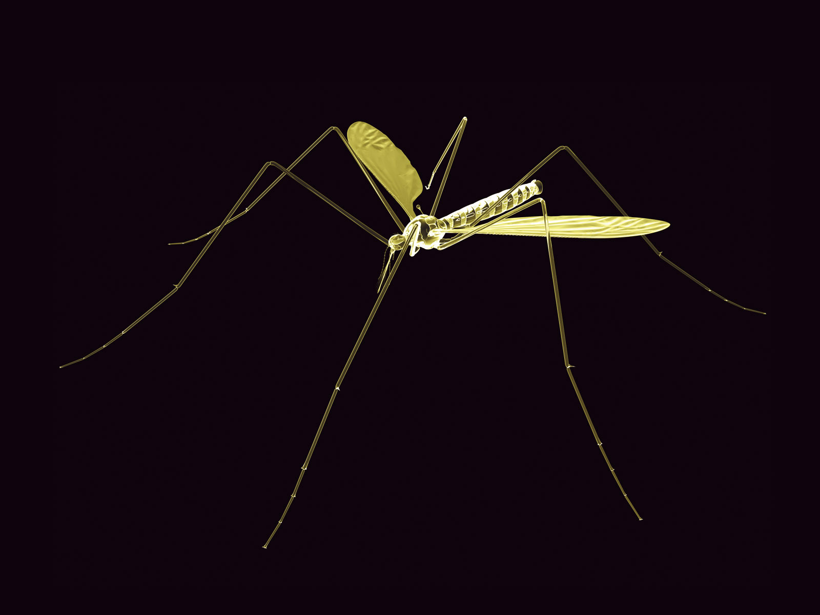 Neon Yellow Mosquito Desktop Wallpaper