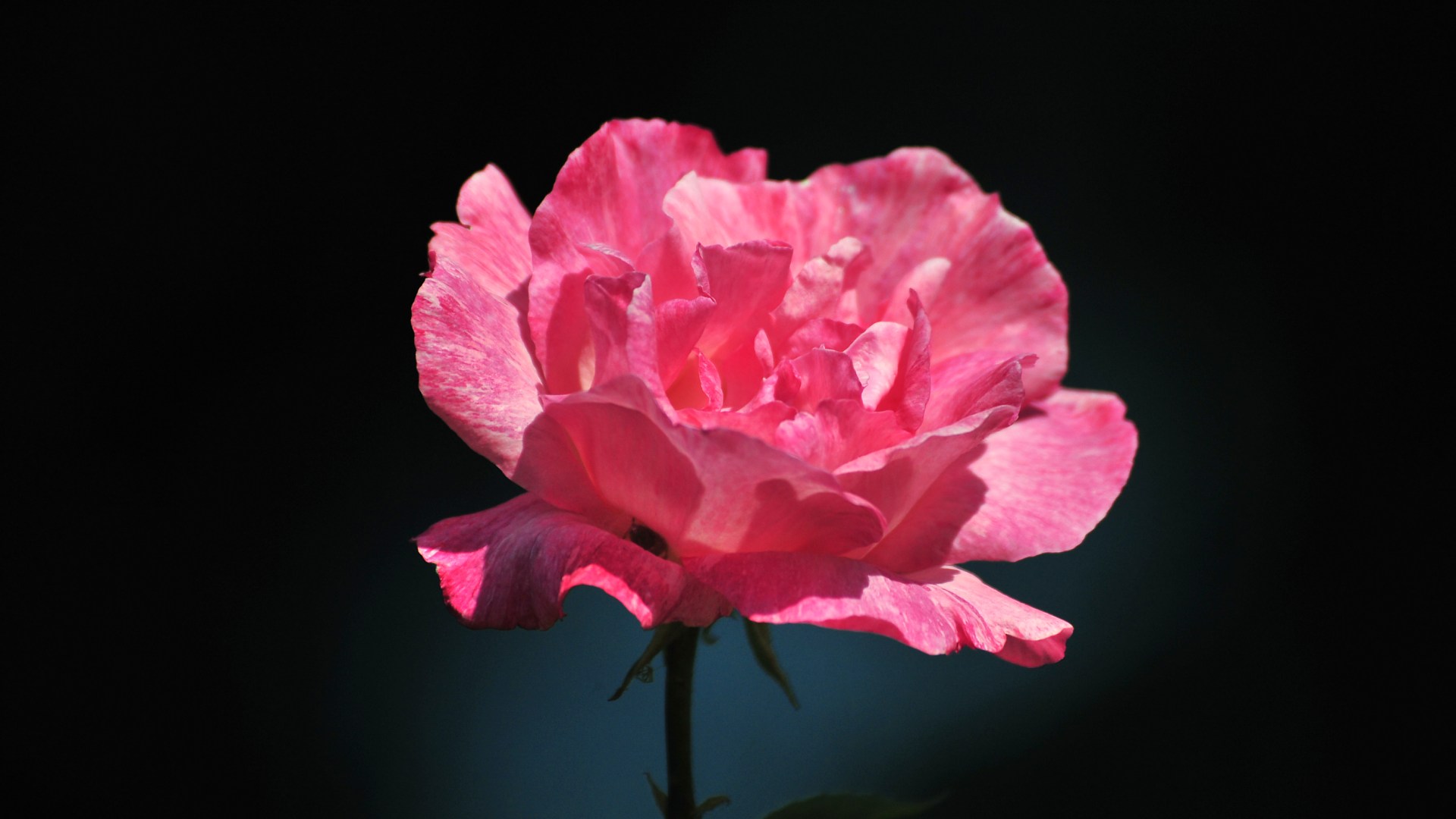 Beautiful Pink Rose Flower HD Wallpaper
