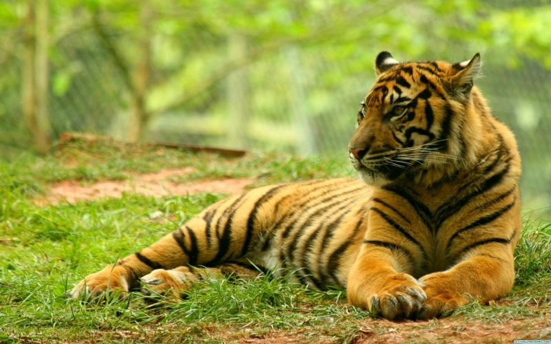 Nature Animals Tigers Wildlife Wallpaper