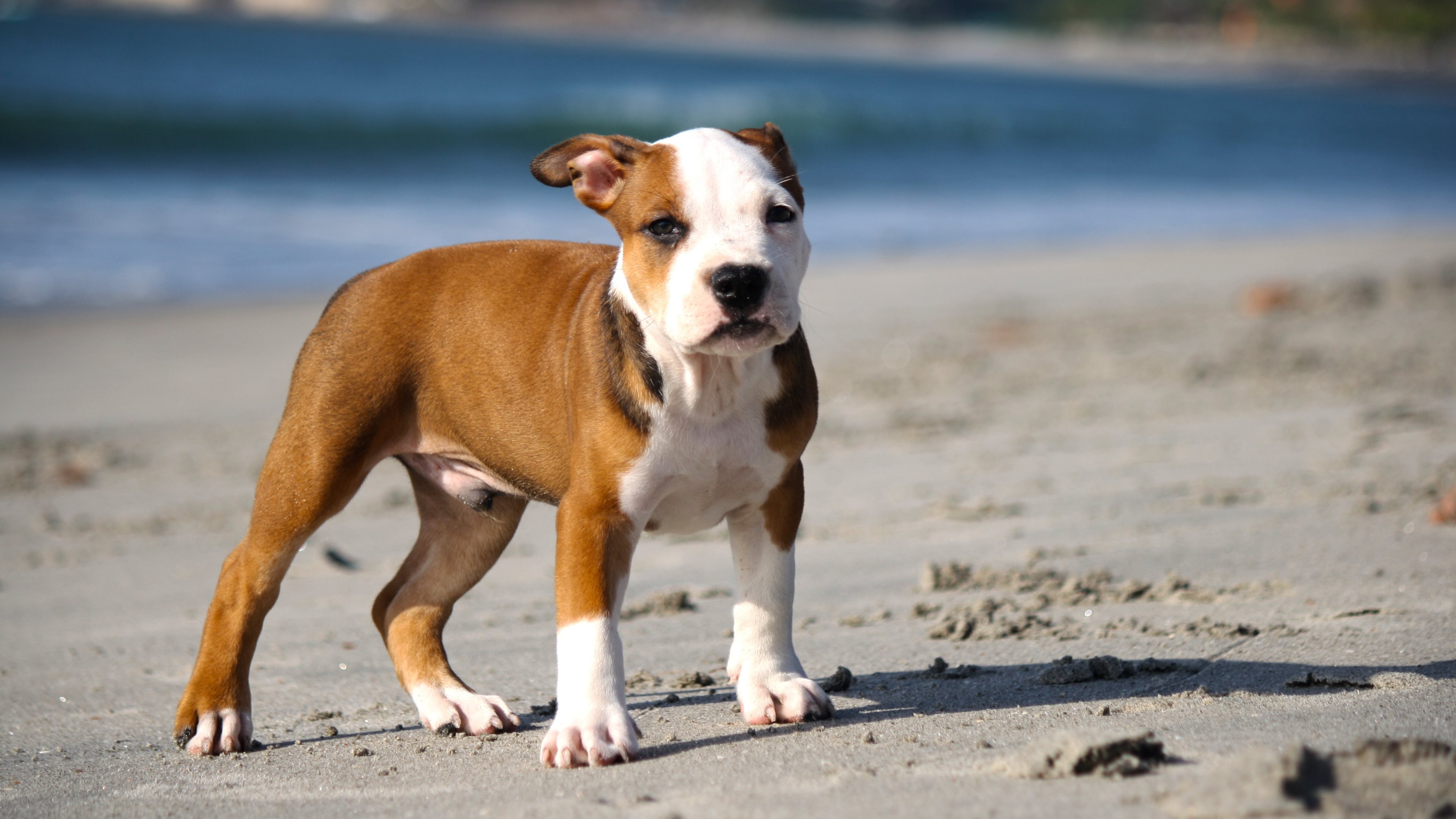 Pitbull Dog Wallpaper HD Dogs Breeds Picture