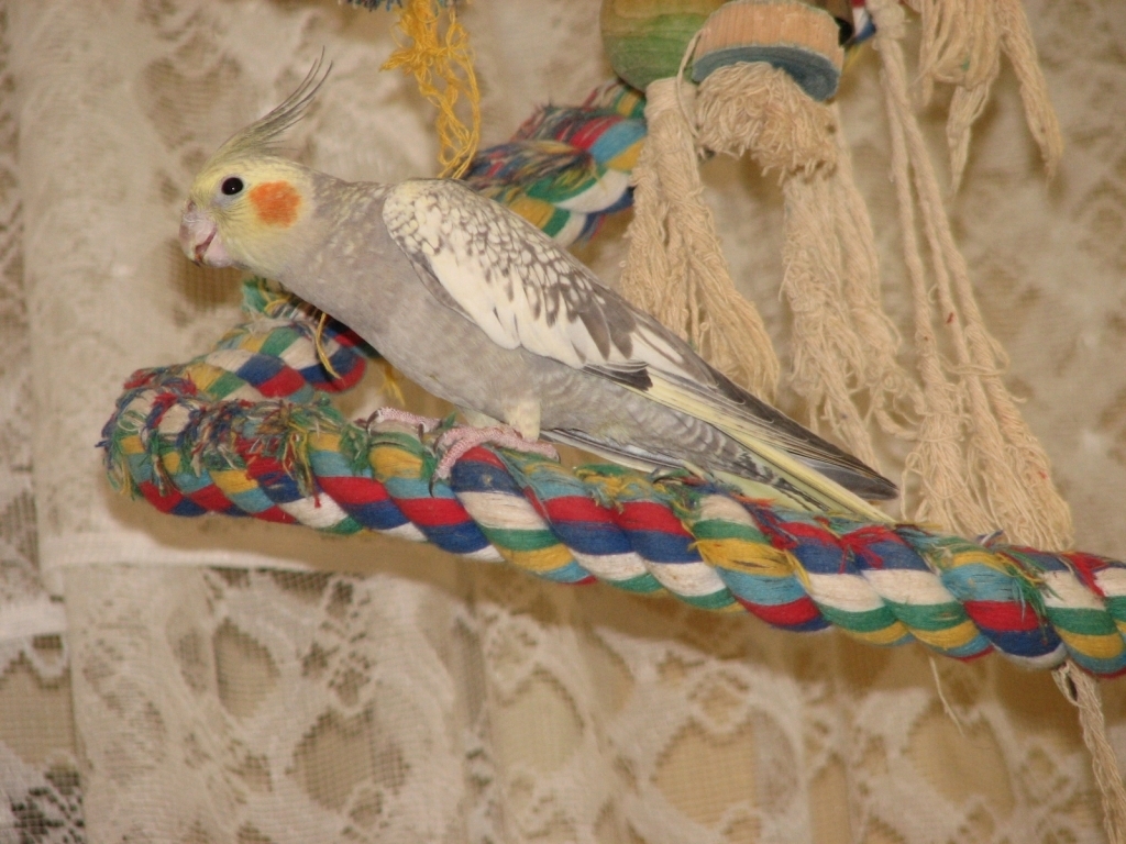 Cockatiels Image HD Wallpaper And Background Budgie