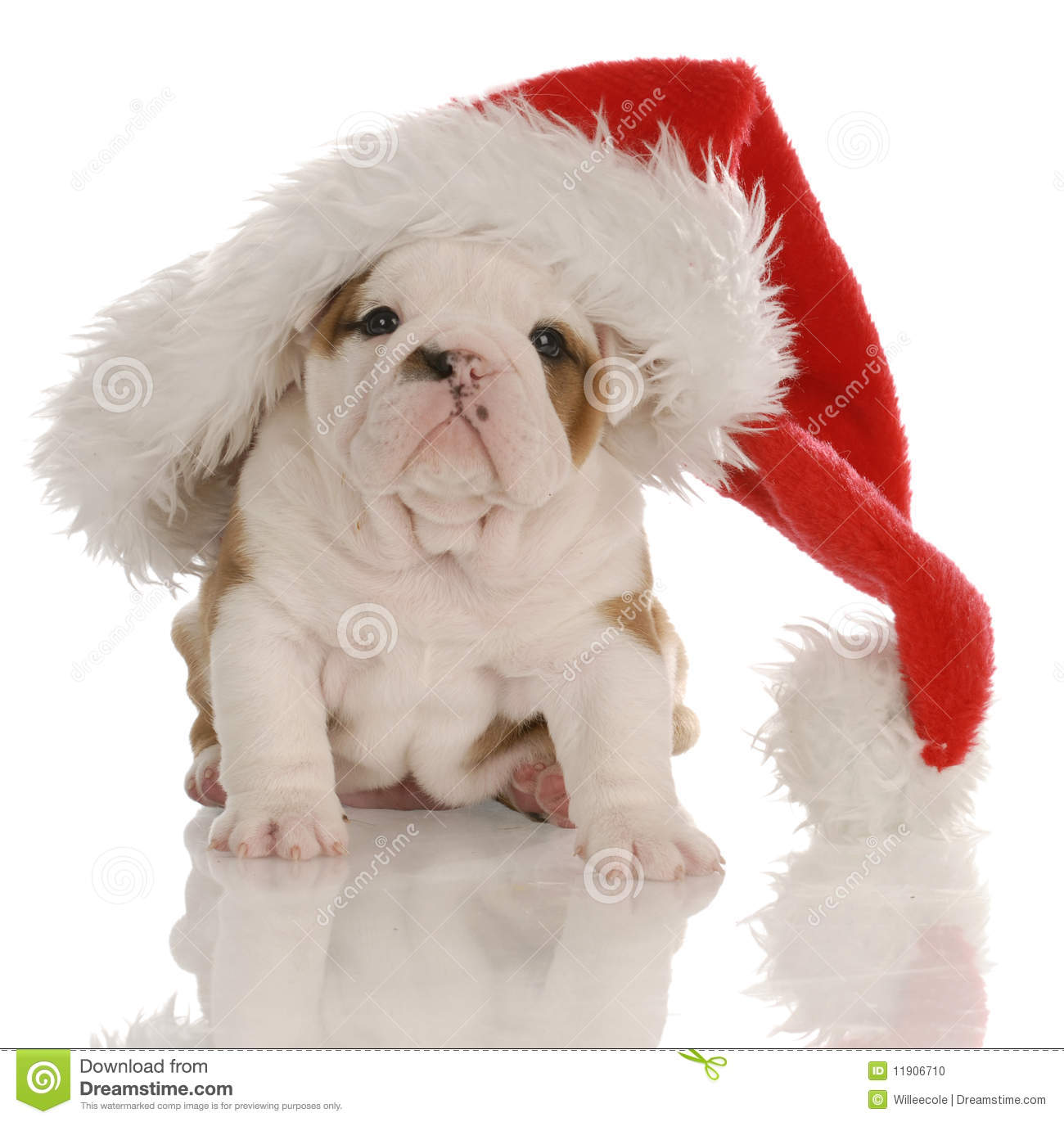 Christmas Bulldog