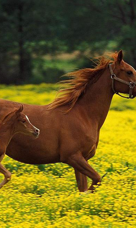 Free download Cute horse wallpapers Android Apps on Google Play ...